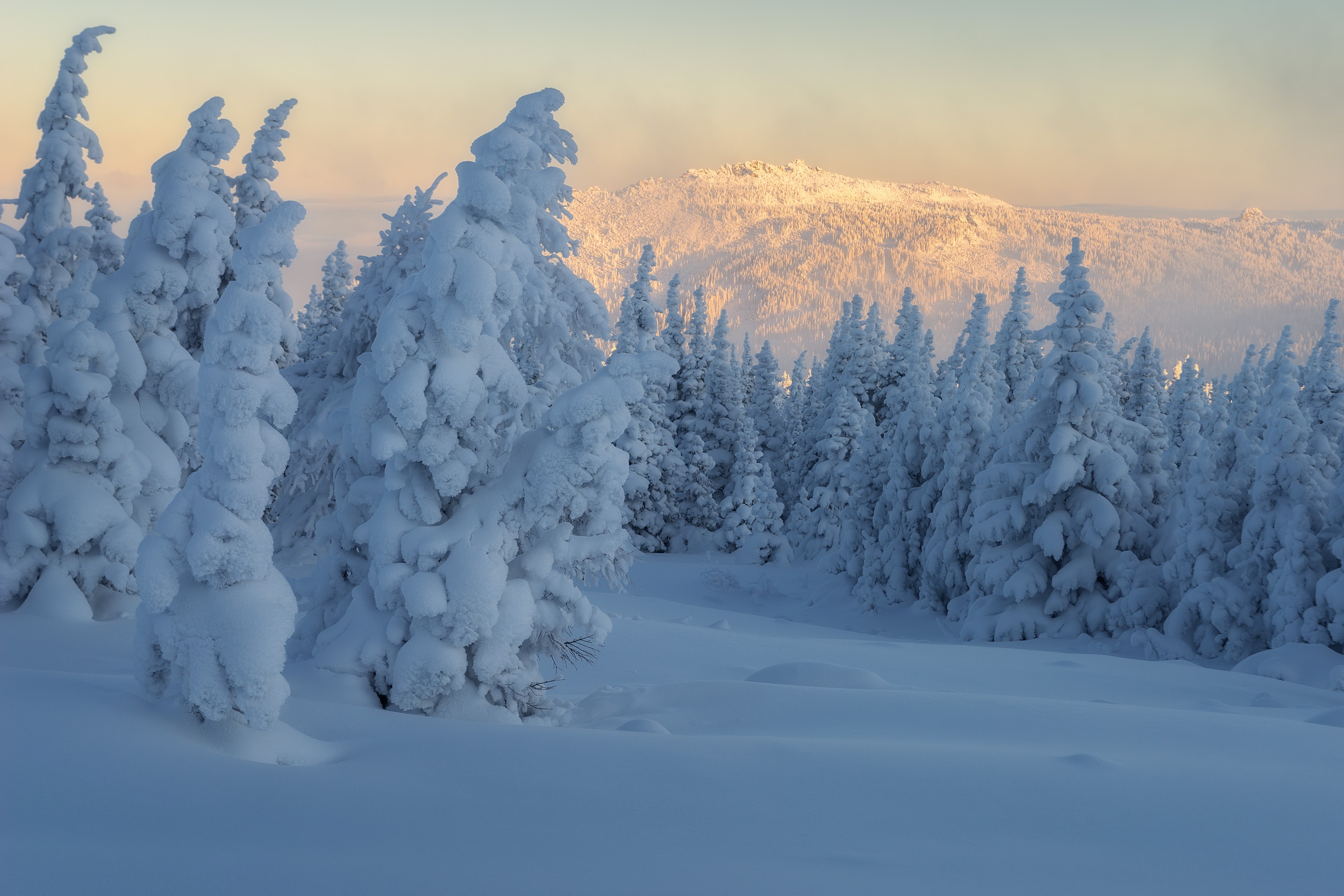 Скачать картинку Зима, Природа, Снег, Ель, Земля/природа в телефон бесплатно.