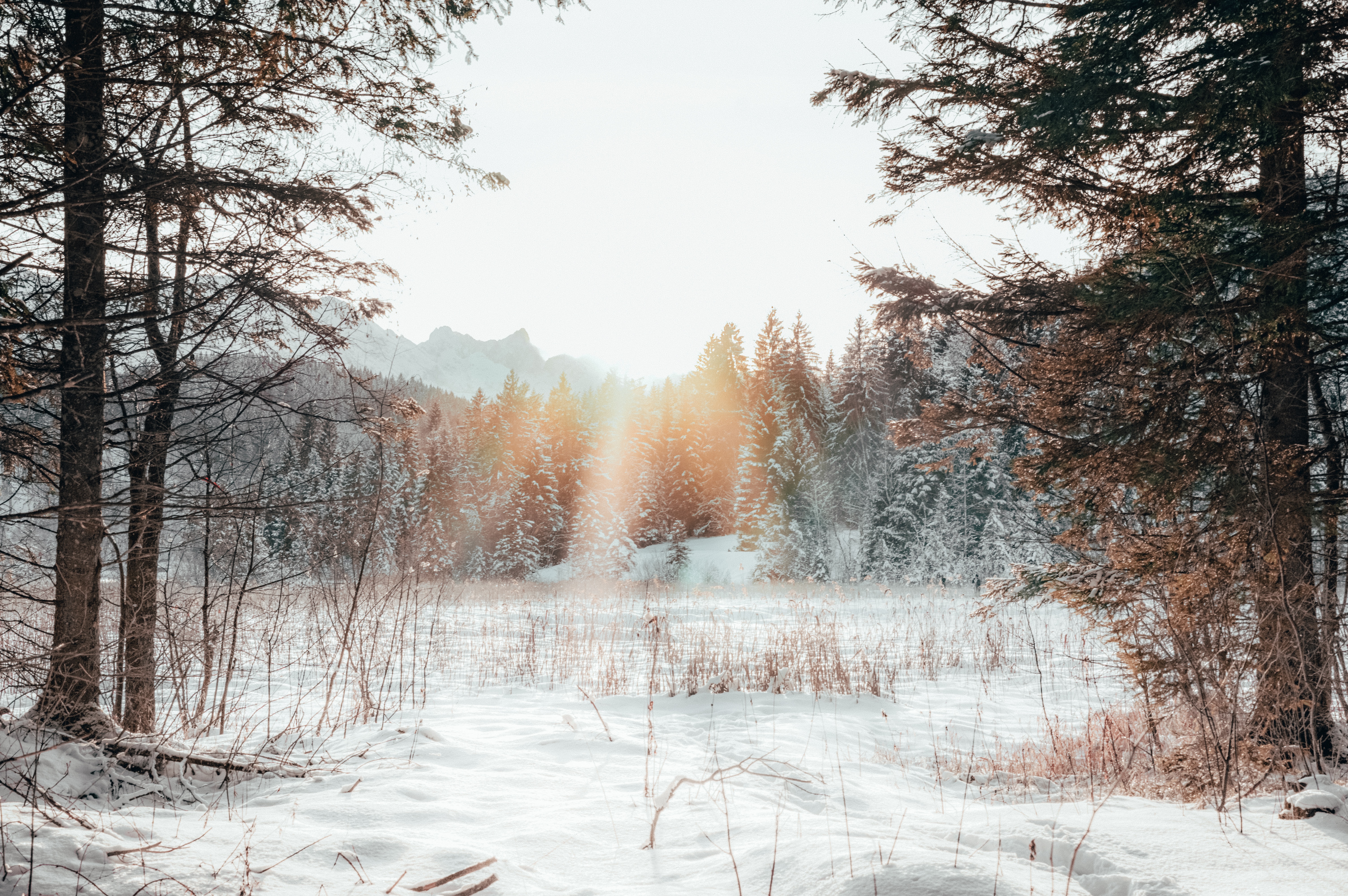 104186 télécharger l'image hiver, paysage, nature, neige, forêt, lumière du soleil, périphérie, bord - fonds d'écran et économiseurs d'écran gratuits