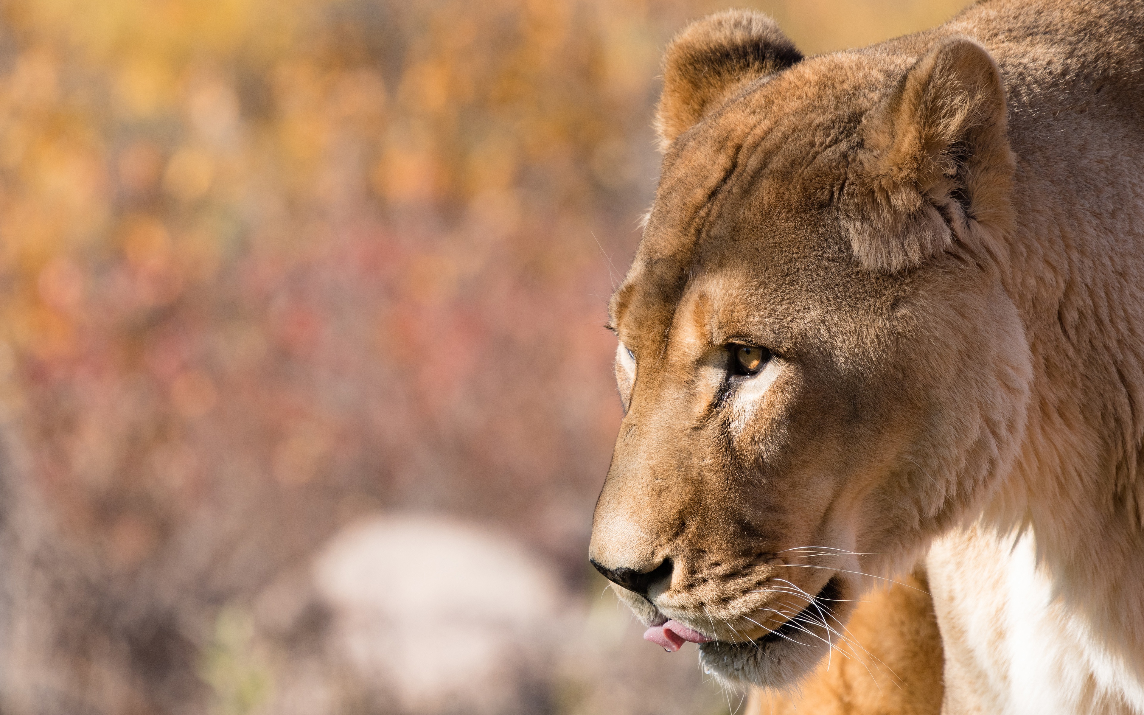 Laden Sie das Tiere, Katzen, Löwe-Bild kostenlos auf Ihren PC-Desktop herunter