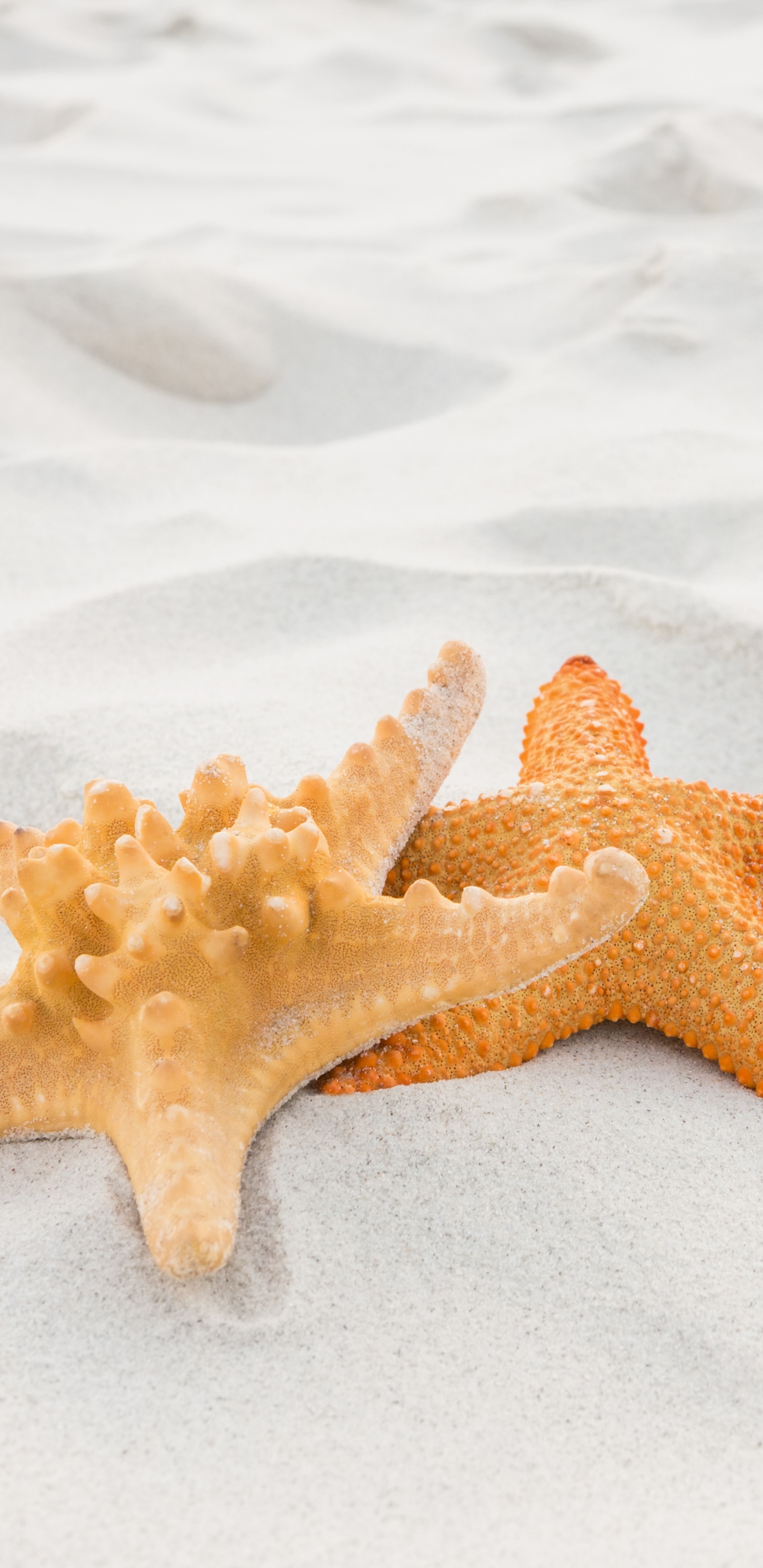 Download mobile wallpaper Sand, Starfish, Close Up, Animal for free.