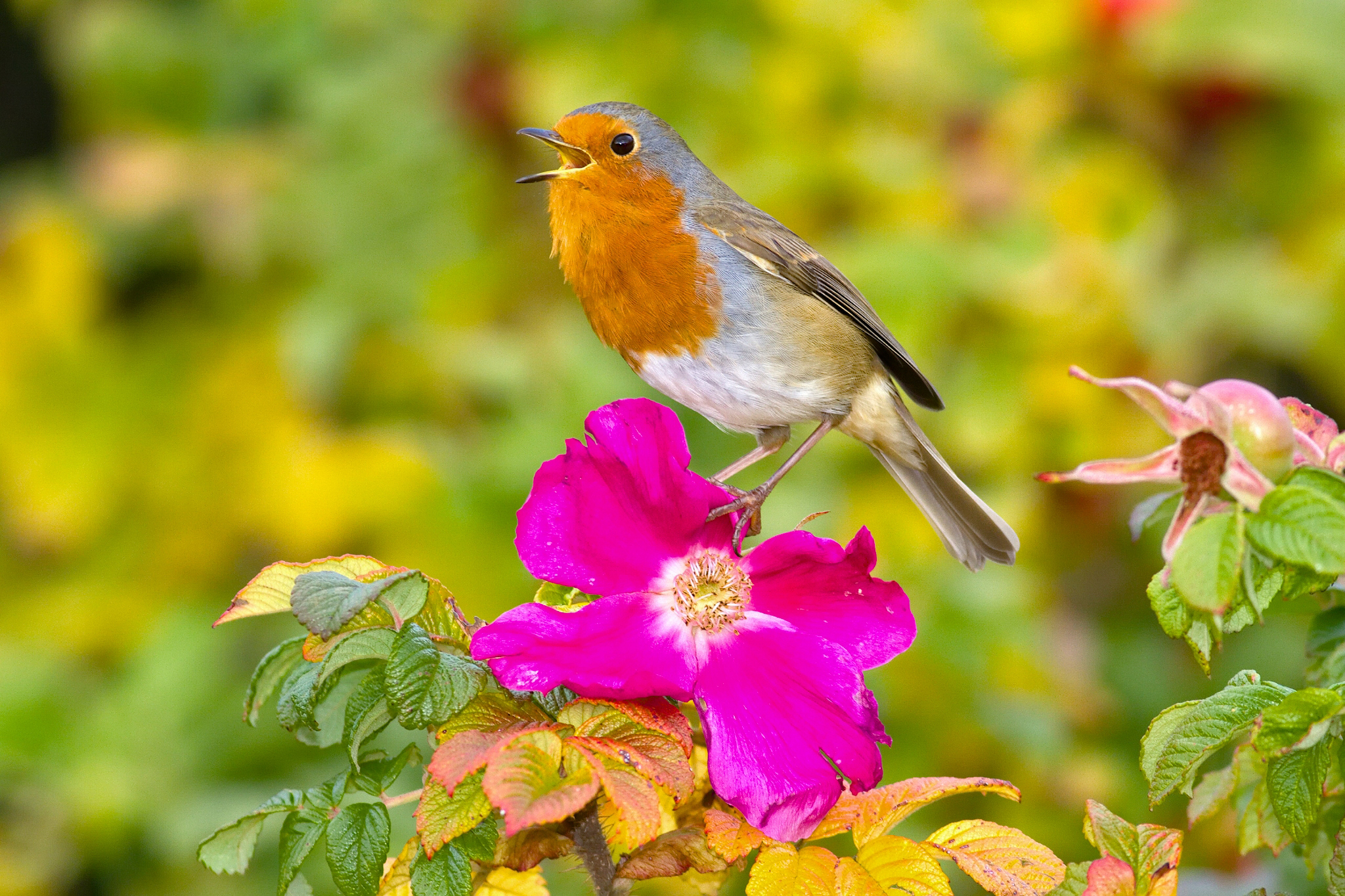Free download wallpaper Birds, Flower, Bird, Animal, Robin, Purple Flower on your PC desktop