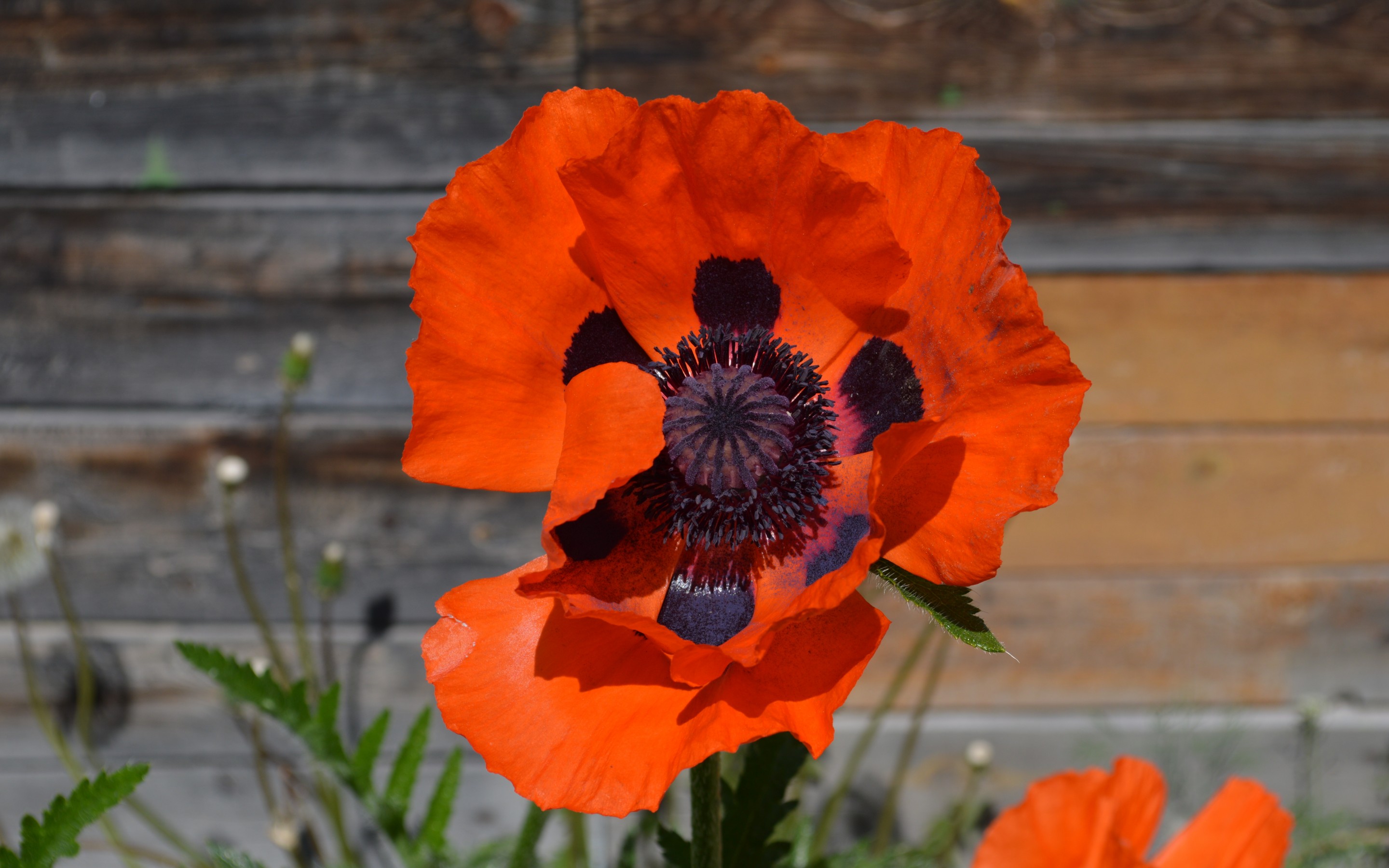 Free download wallpaper Poppy, Flowers, Earth on your PC desktop