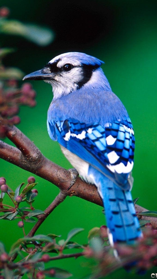 Descarga gratuita de fondo de pantalla para móvil de Animales, Aves, Arrendajo Azul.