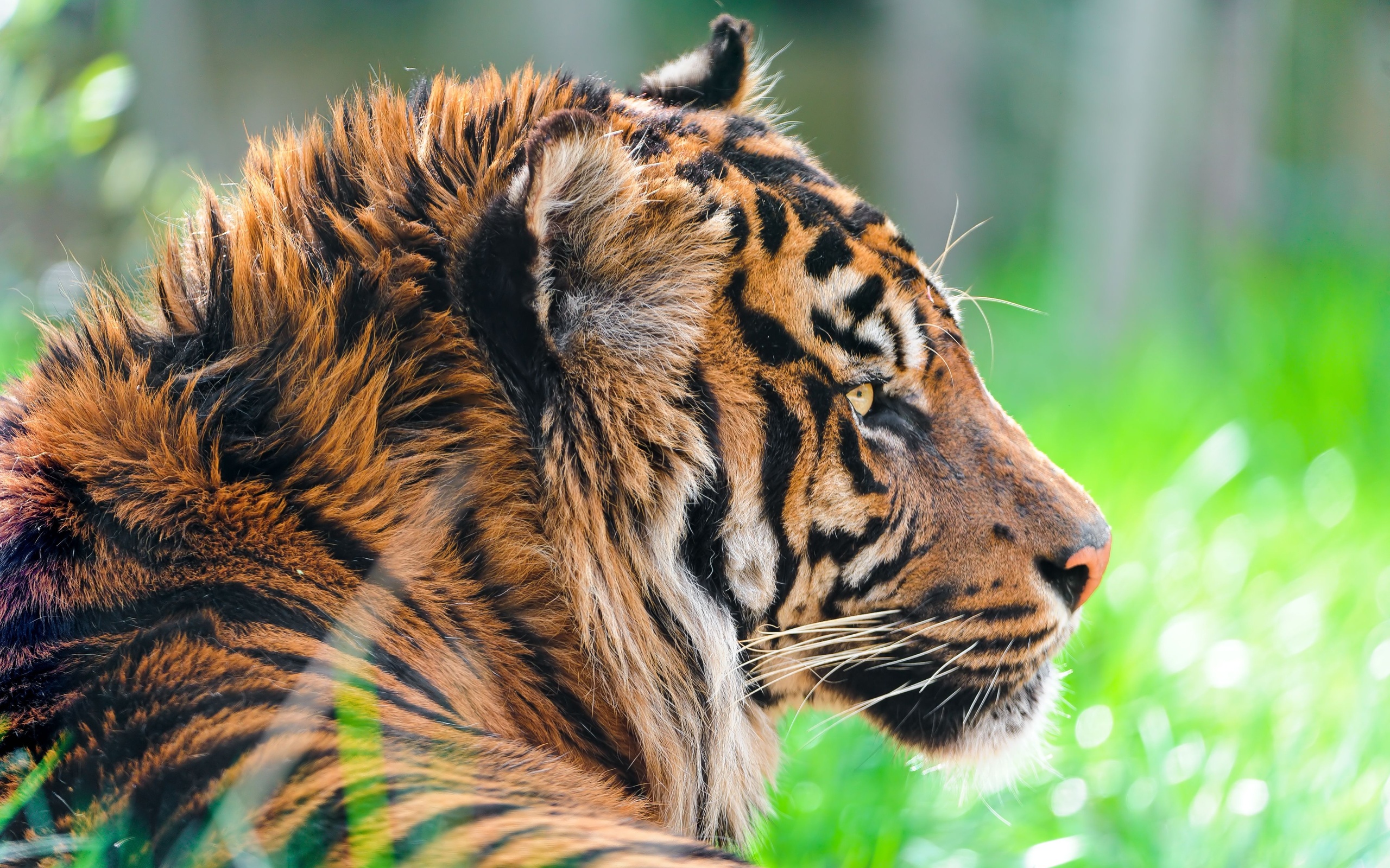 Скачать обои Суматранский Тигр на телефон бесплатно