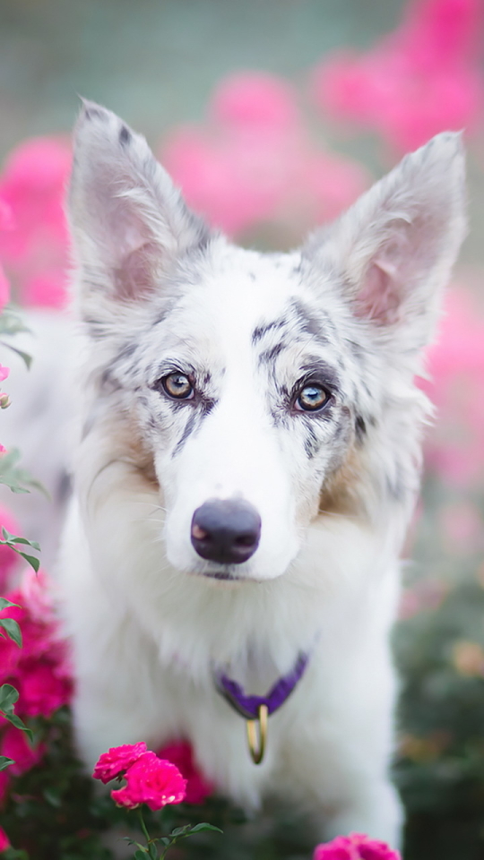 Download mobile wallpaper Dogs, Flower, Dog, Blur, Animal, Pink Flower for free.