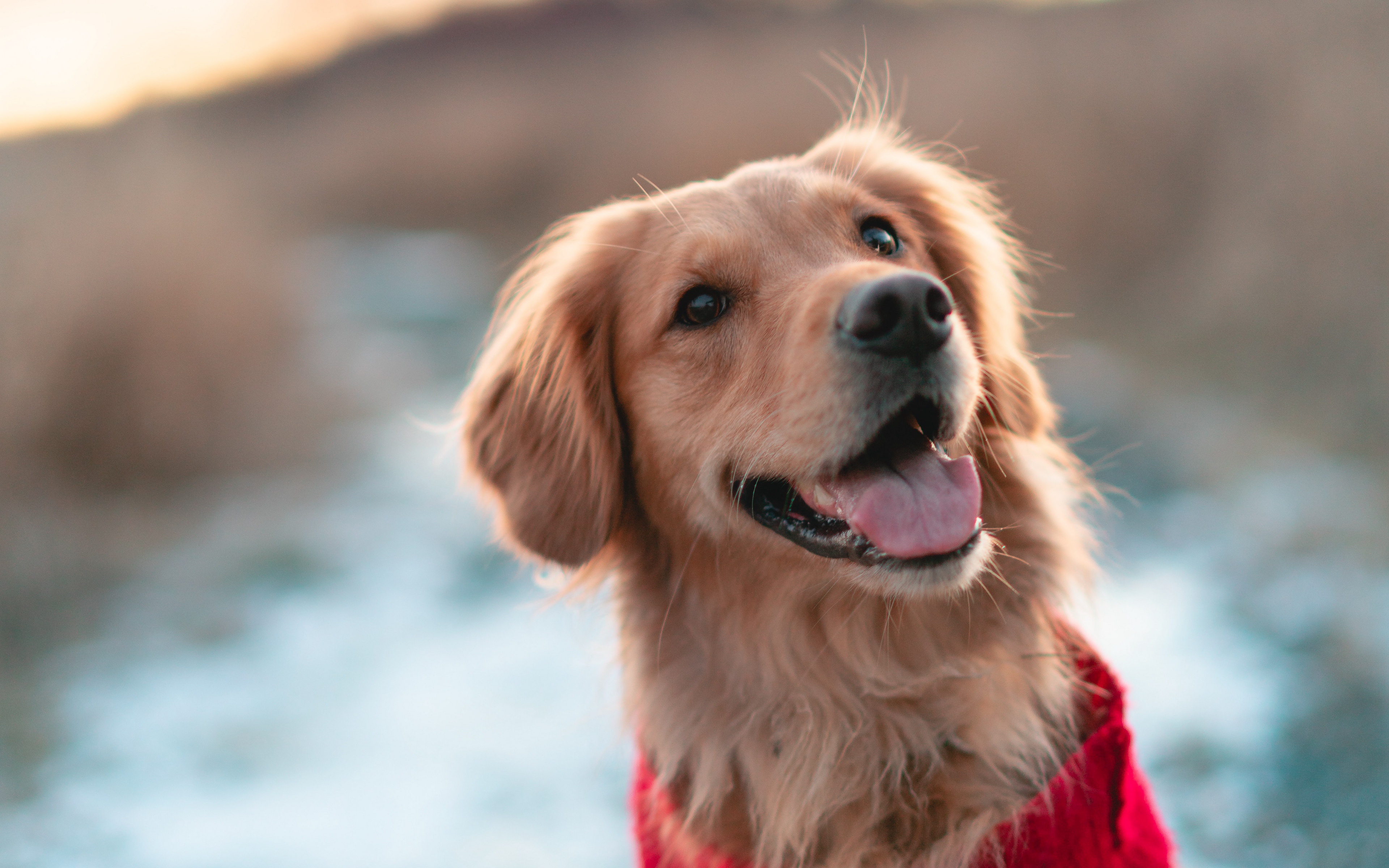 Download mobile wallpaper Dogs, Dog, Animal, Golden Retriever for free.
