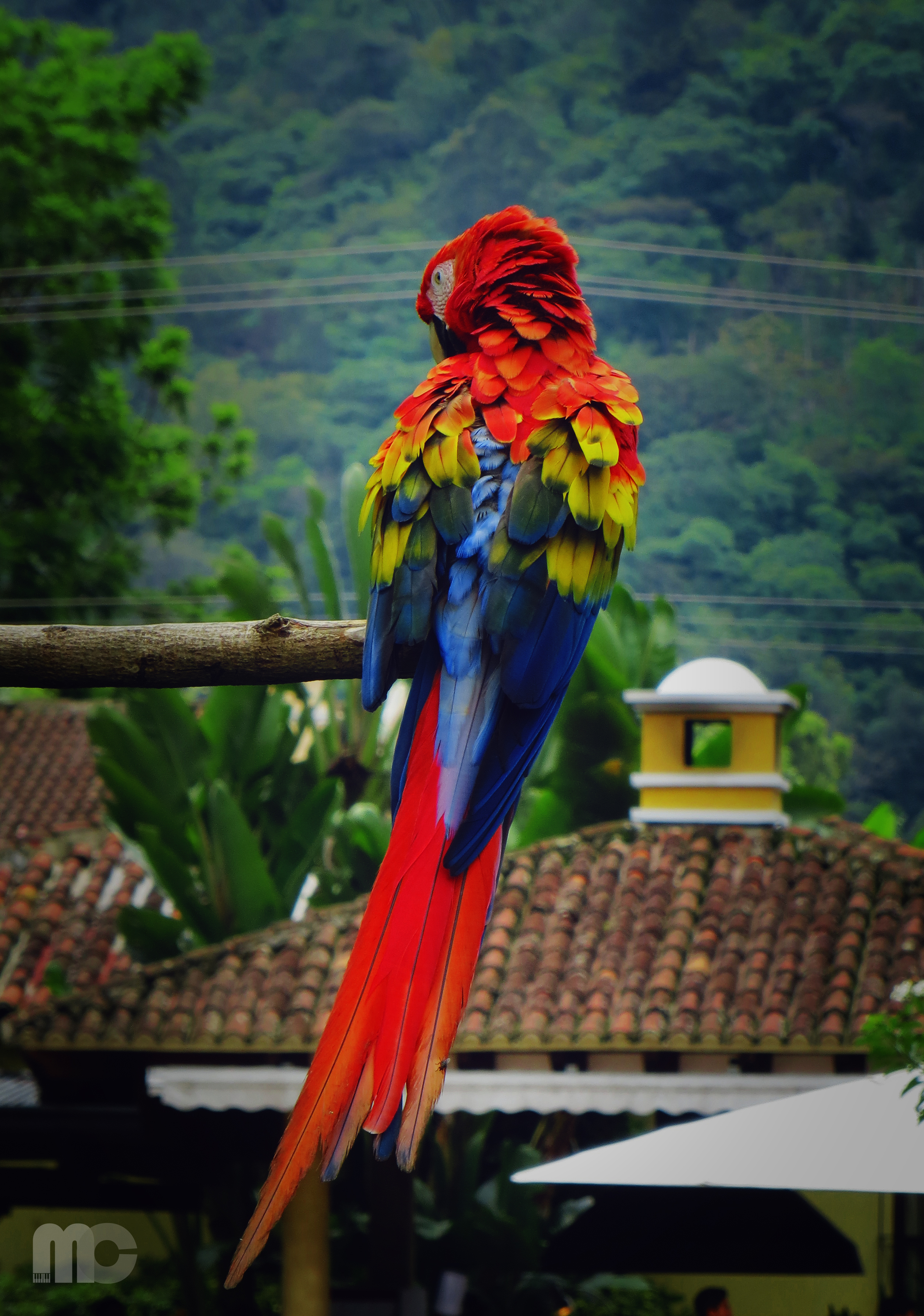 animals, parrots, color, bird, feather, macaw