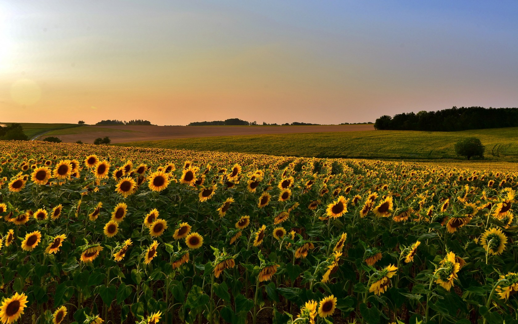 Laden Sie das Blumen, Sonnenblume, Erde/natur-Bild kostenlos auf Ihren PC-Desktop herunter