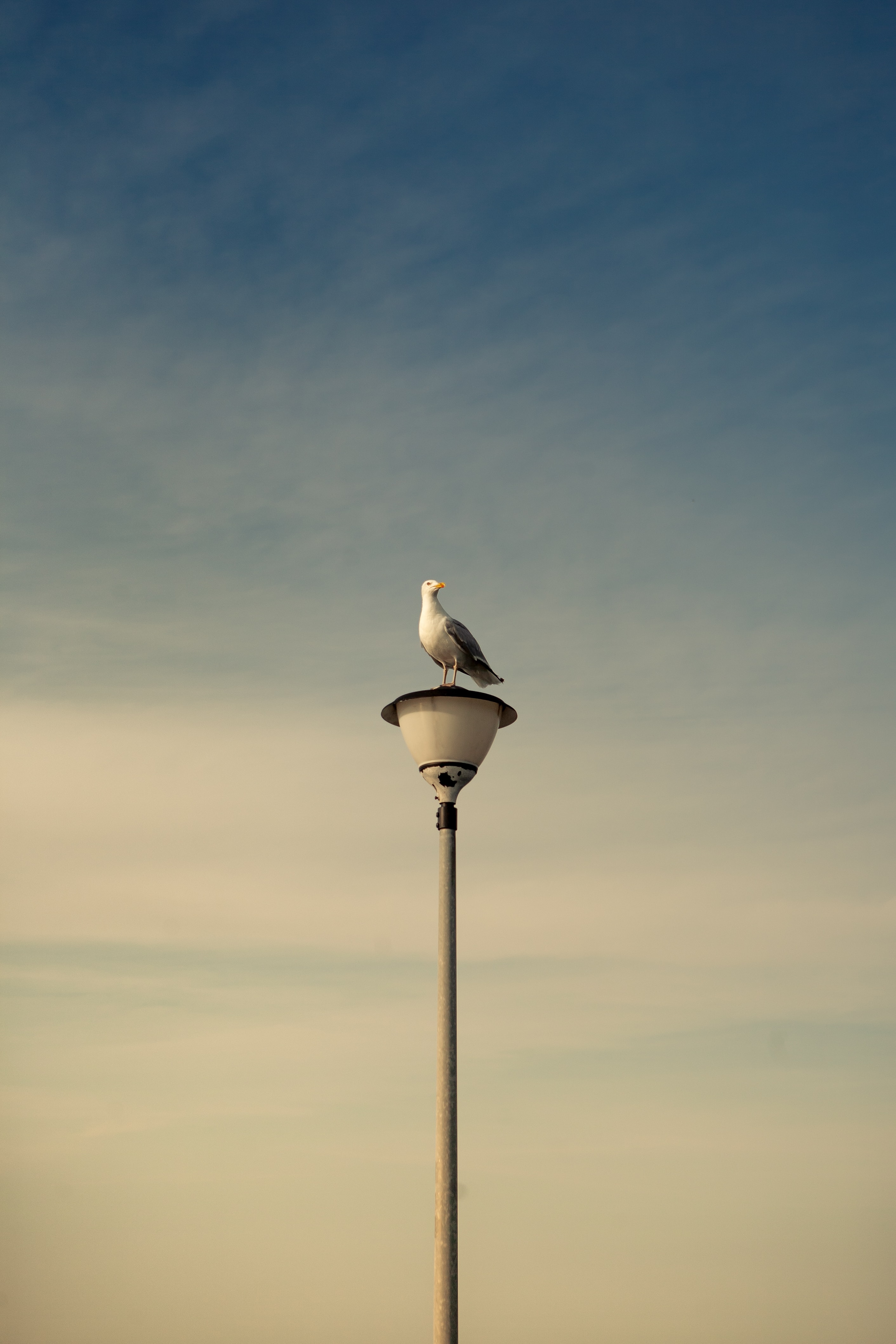 Download mobile wallpaper Gull, Animals, Sky, Seagull, Bird, Lantern, Lamp for free.