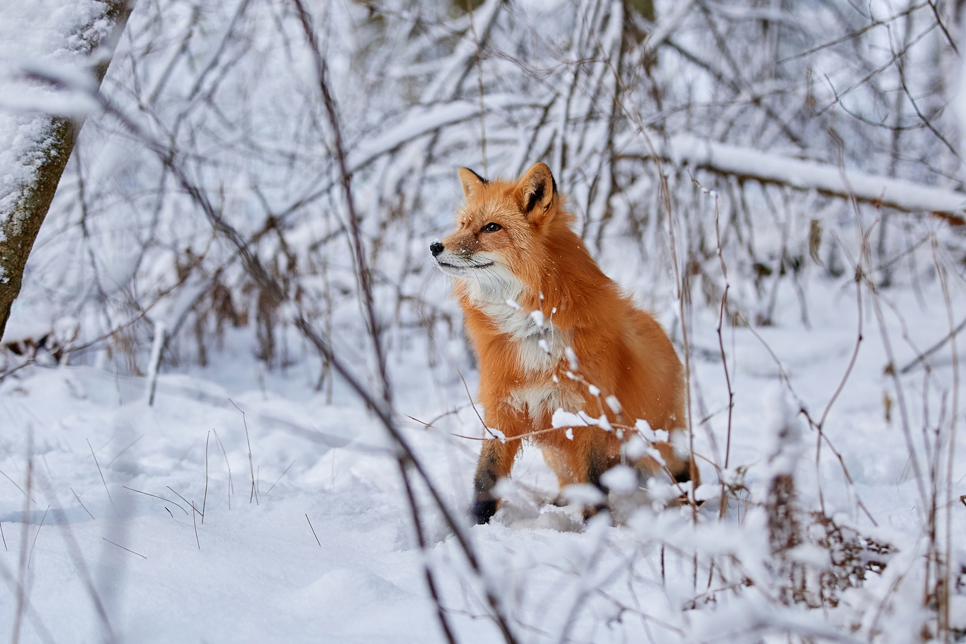 Free download wallpaper Winter, Snow, Fox, Animal on your PC desktop