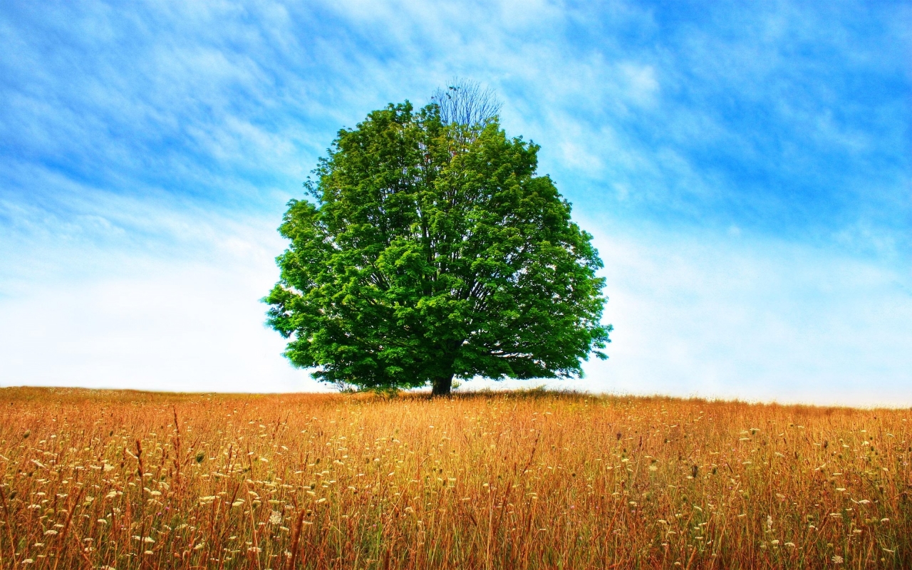 Descarga gratis la imagen Árbol, Tierra/naturaleza en el escritorio de tu PC