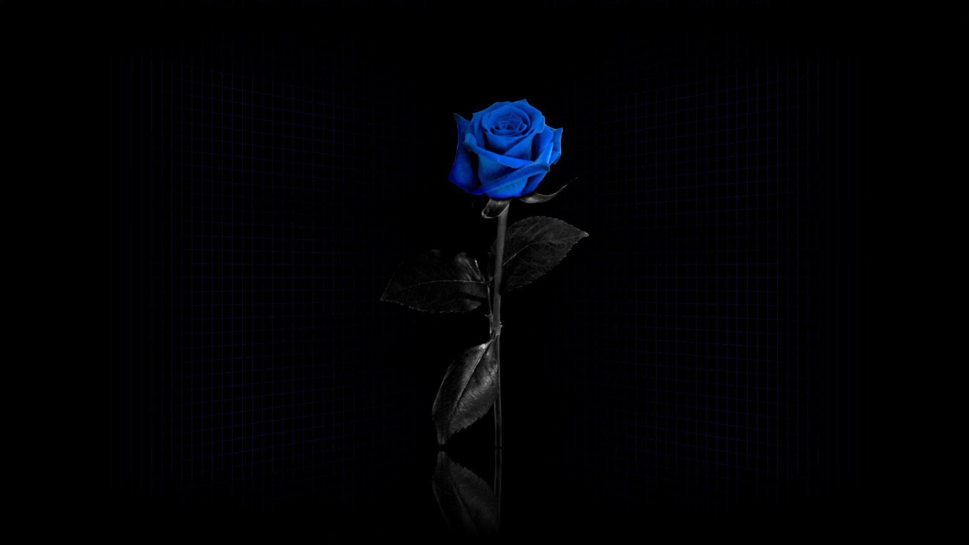 rose, rose flower, dark, grid, blue, reflection, flower Full HD