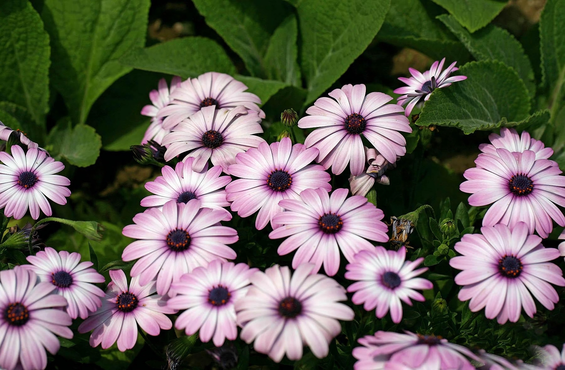 Descarga gratis la imagen Flores, Flor, Flor Purpura, Tierra/naturaleza en el escritorio de tu PC