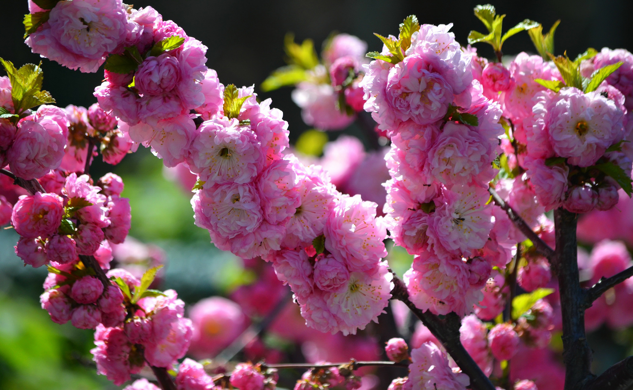 Download mobile wallpaper Flowers, Flower, Branch, Earth, Blossom, Pink Flower for free.