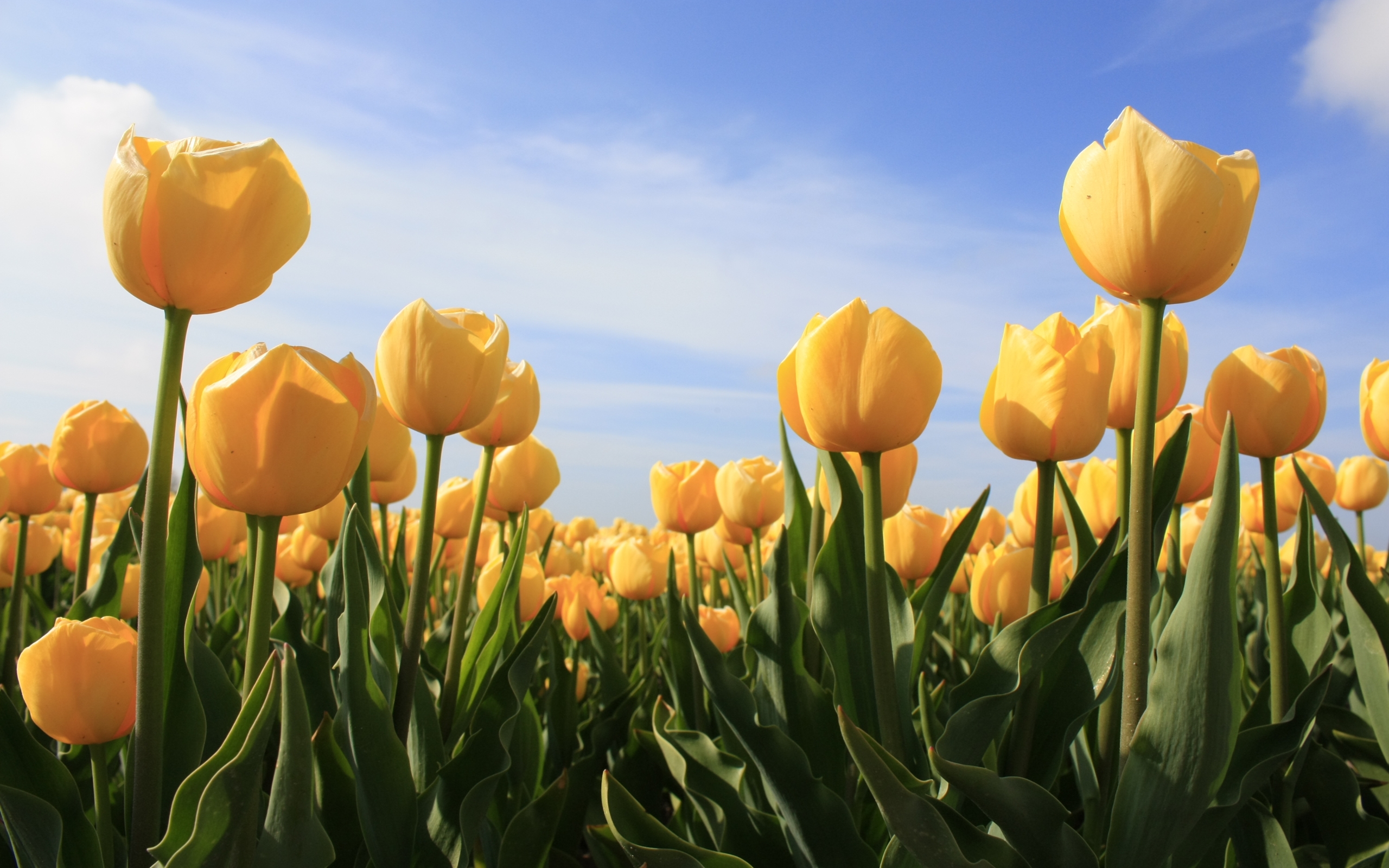 Descarga gratuita de fondo de pantalla para móvil de Flores, Flor, Tulipán, Flor Amarilla, Tierra/naturaleza.