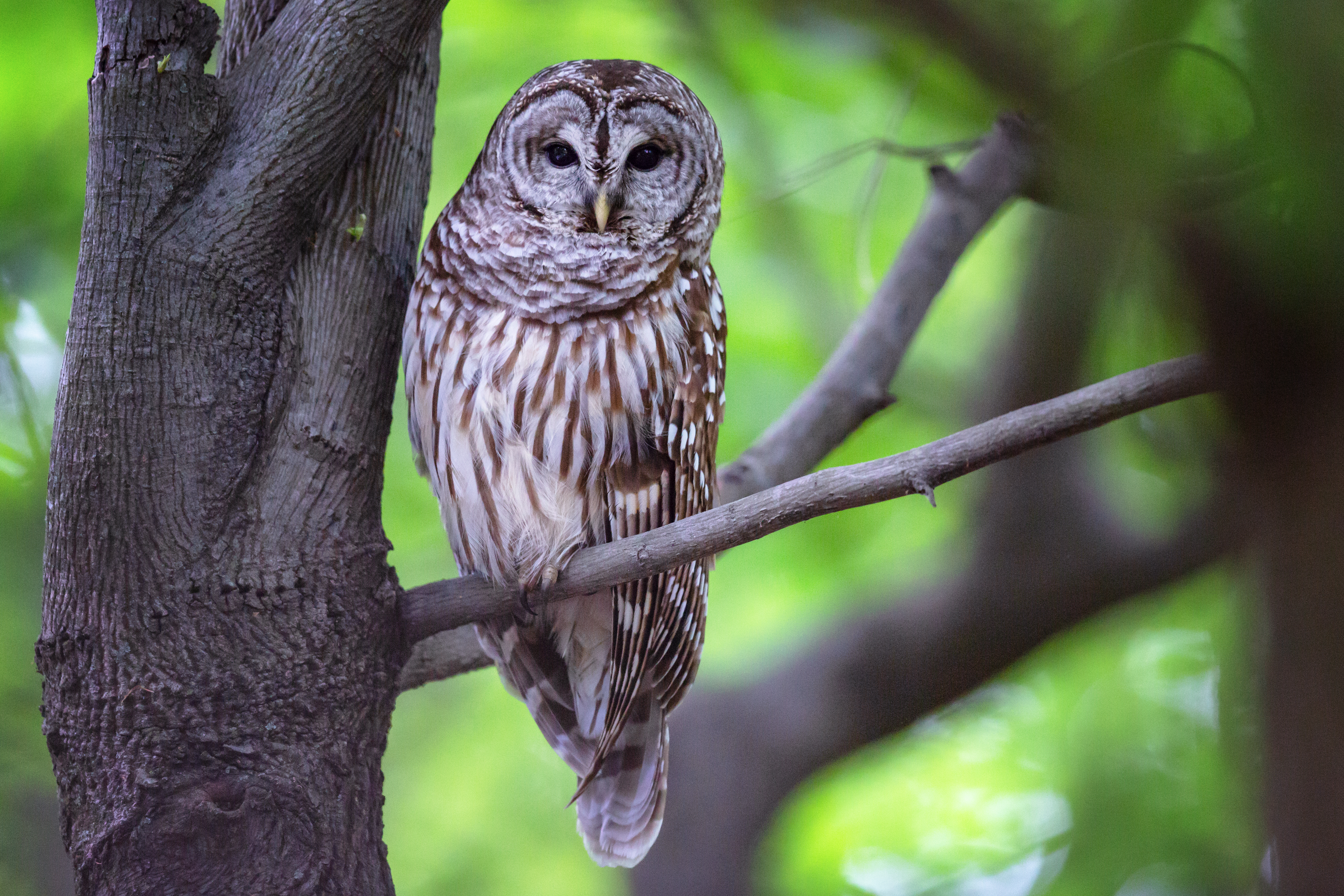 Download mobile wallpaper Wood, Tree, Branch, Animals, Bird, Grey, Owl for free.