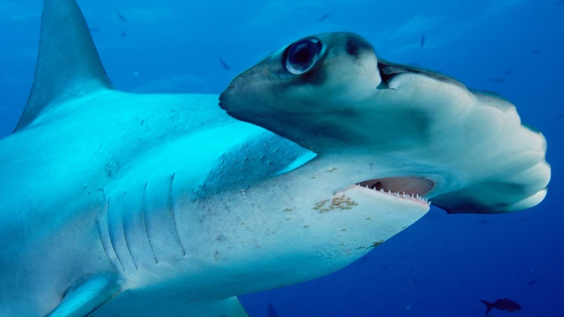 296729 télécharger l'image les requins, animaux, requin marteau - fonds d'écran et économiseurs d'écran gratuits