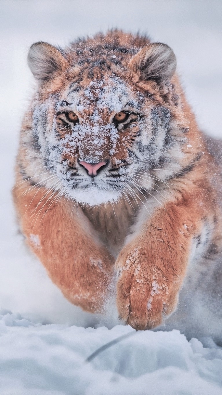 Descarga gratuita de fondo de pantalla para móvil de Animales, Invierno, Gatos, Nieve, Tigre, Correr, Tigre Siberiano, Bebe Animal.