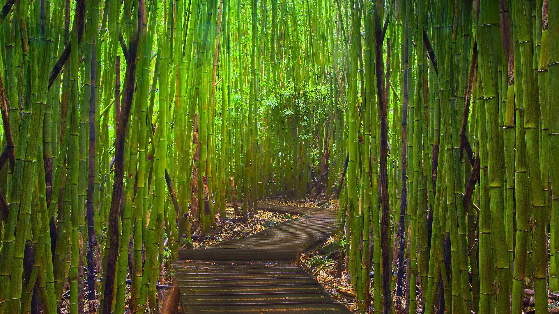 Laden Sie das Wald, Pfad, Bambus, Menschengemacht-Bild kostenlos auf Ihren PC-Desktop herunter