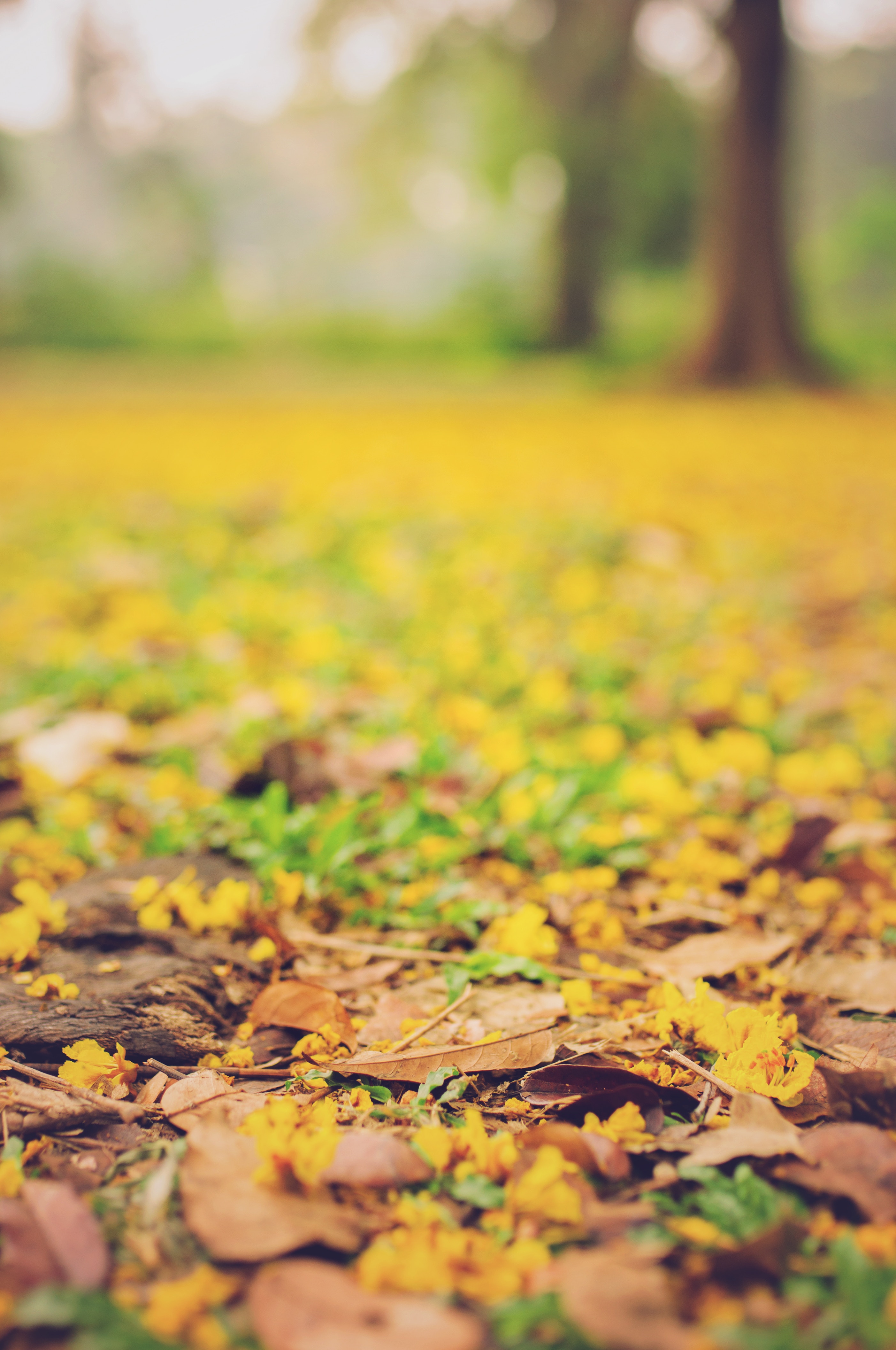 blur, smooth, fallen, autumn, leaves, yellow, macro