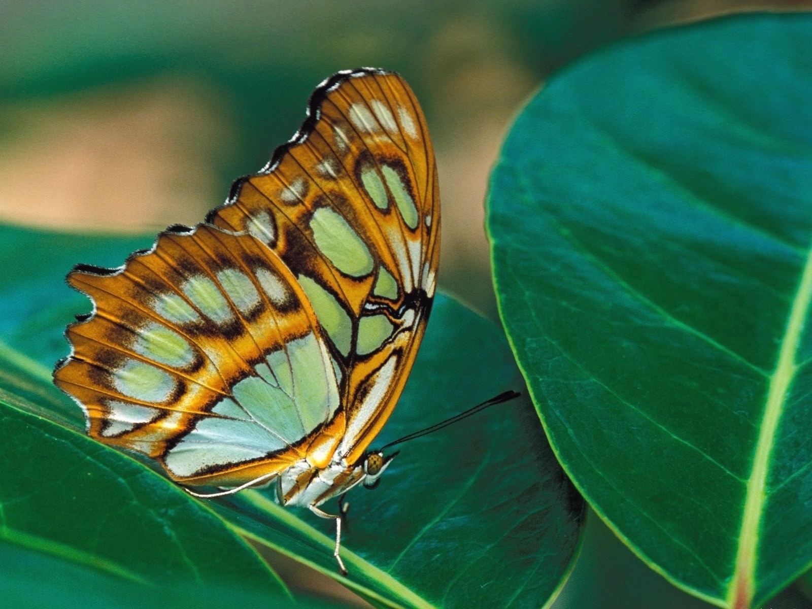 Download mobile wallpaper Butterfly, Animal for free.