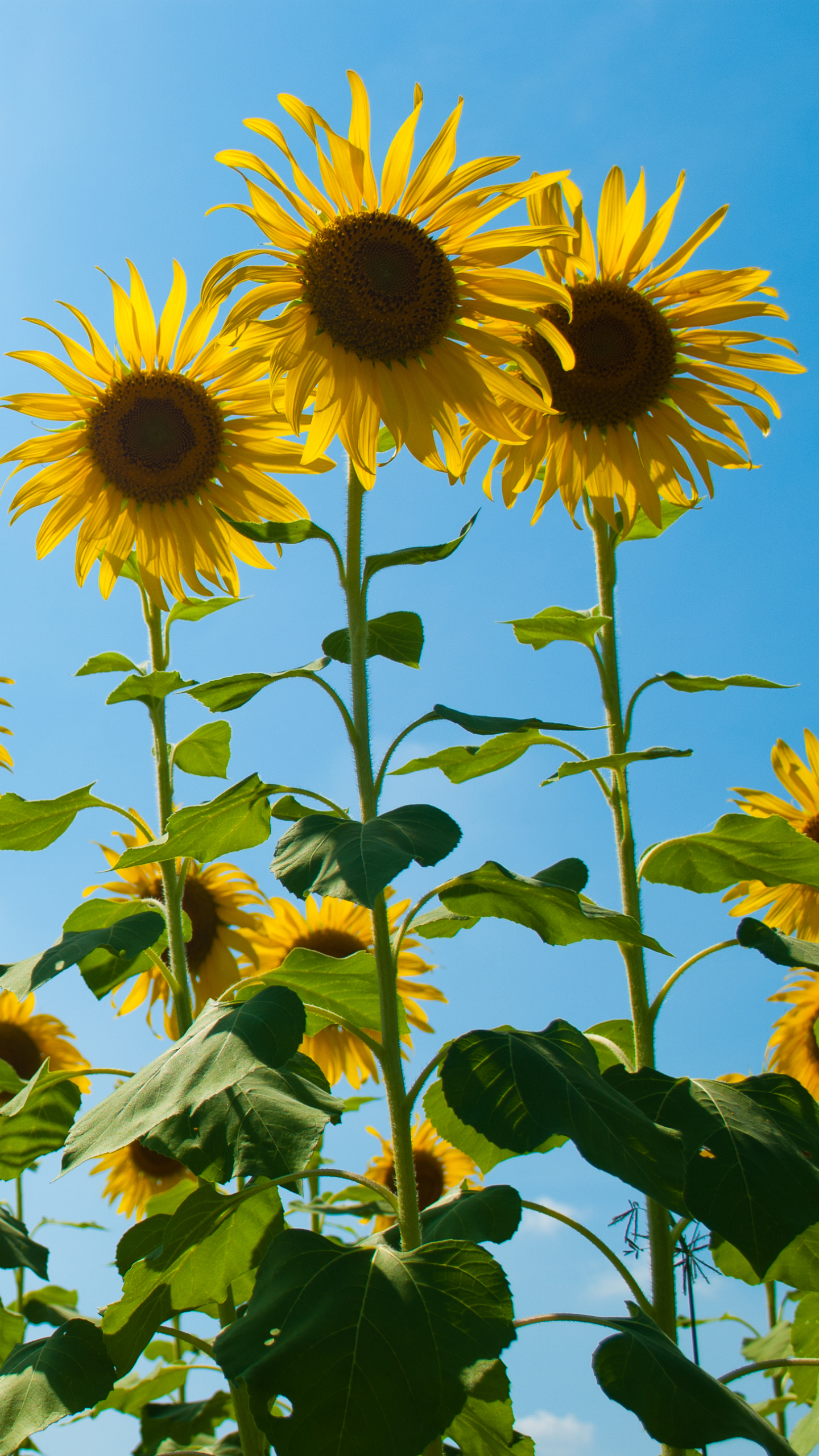 Téléchargez gratuitement l'image Fleurs, Fleur, Tournesol, Fleur Jaune, Ciel, La Nature, Terre/nature sur le bureau de votre PC