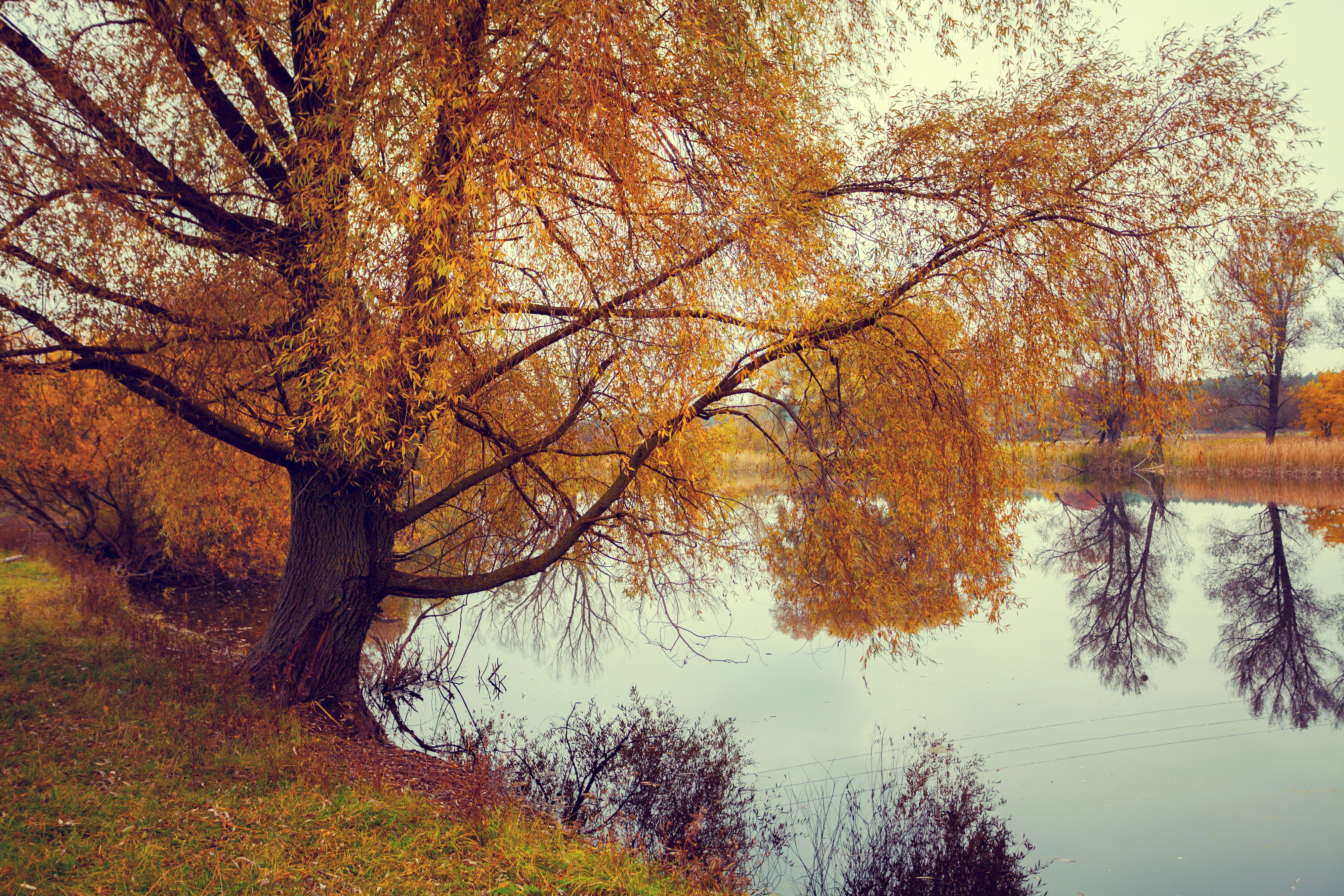 Free download wallpaper Nature, Lakes, Lake, Reflection, Tree, Fall, Earth on your PC desktop