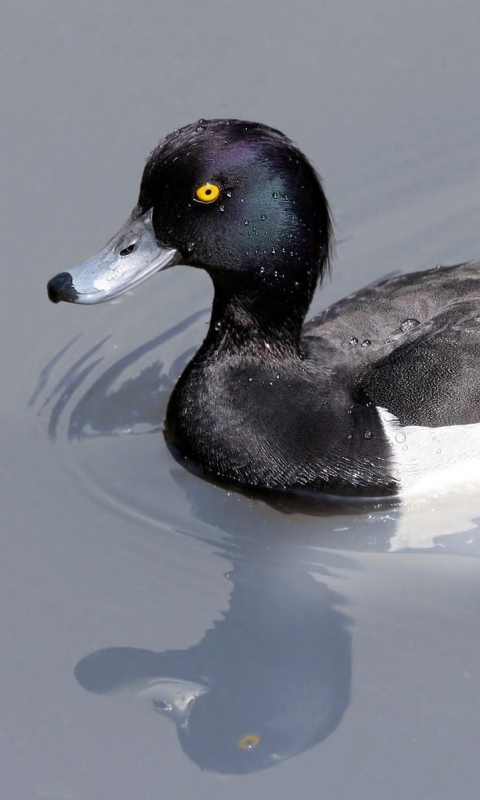 Baixar papel de parede para celular de Animais, Aves, Pato gratuito.