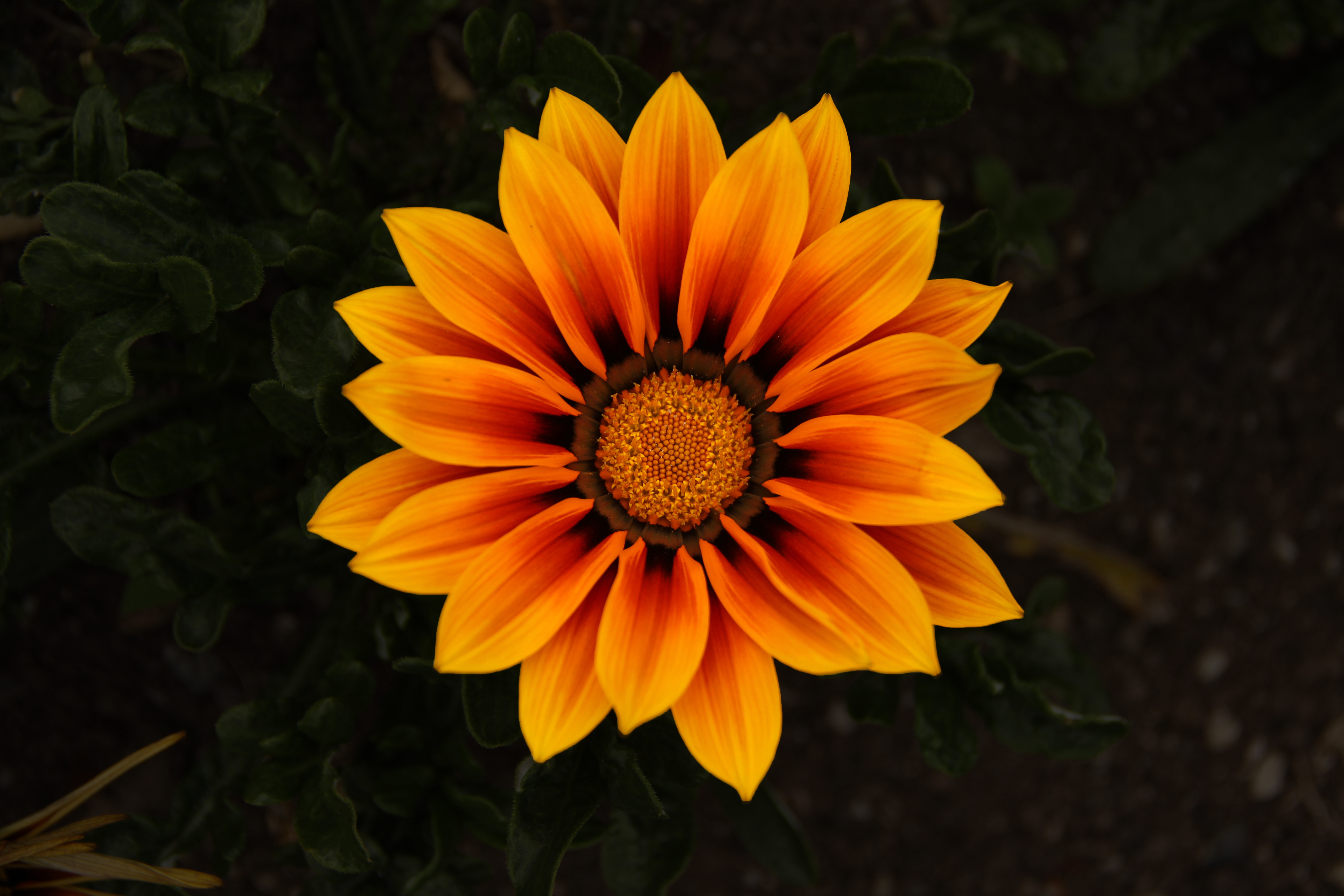 411560 descargar fondo de pantalla tierra/naturaleza, gazania, flor, flor amarilla, flores: protectores de pantalla e imágenes gratis
