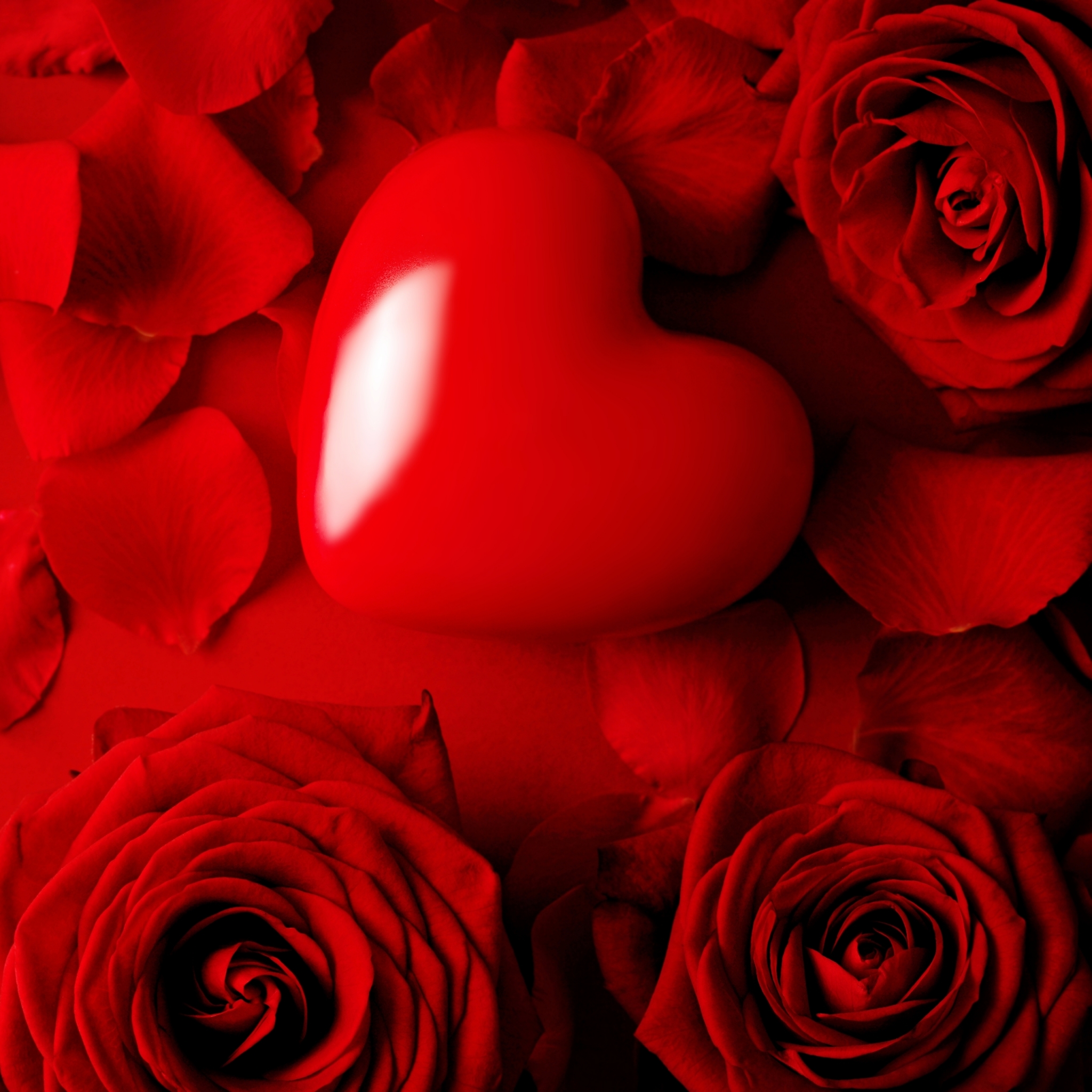 Download mobile wallpaper Flowers, Love, Flower, Rose, Earth, Heart, Red Rose, Red Flower for free.