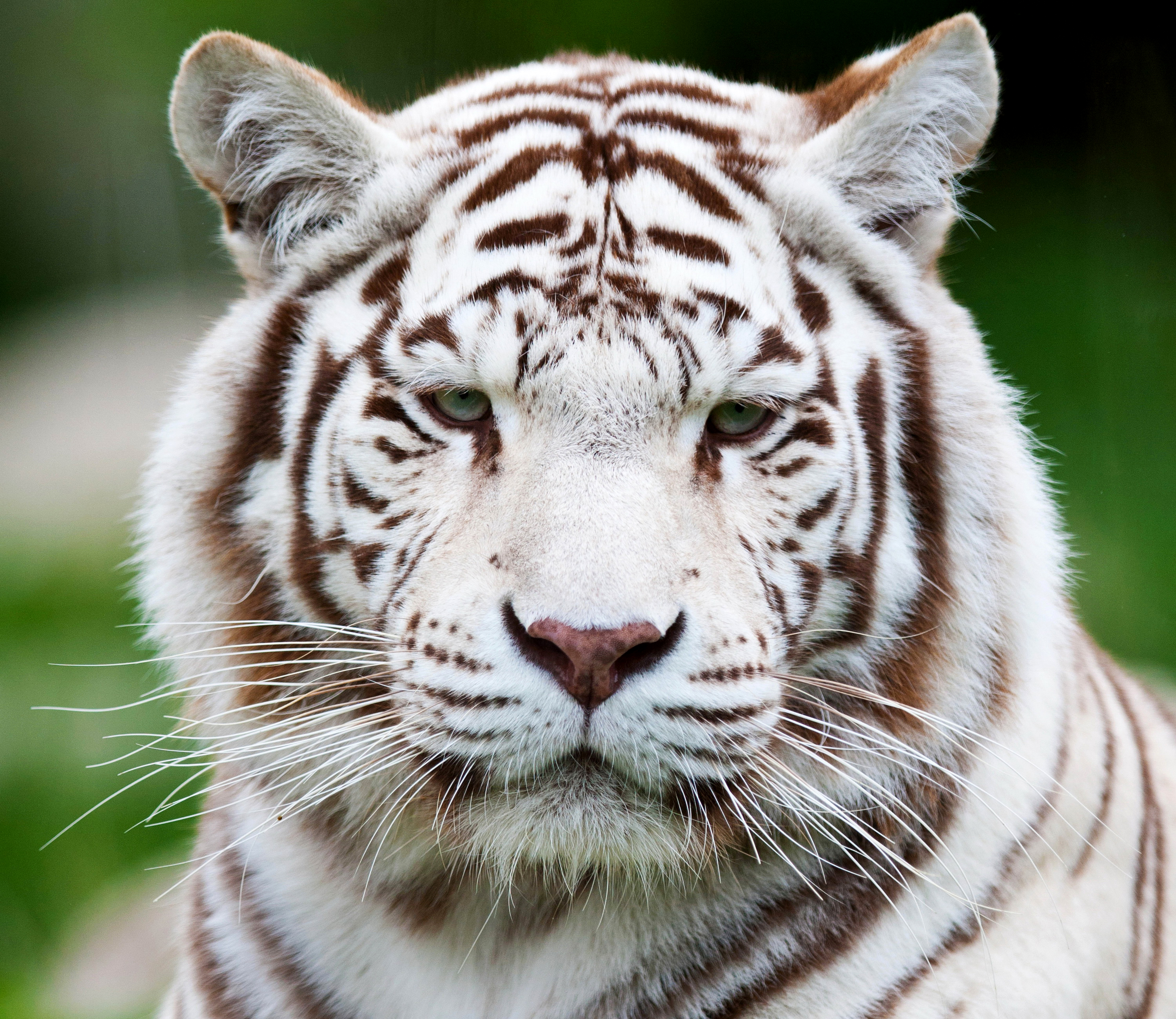 Download mobile wallpaper Cats, Animal, White Tiger, Stare for free.