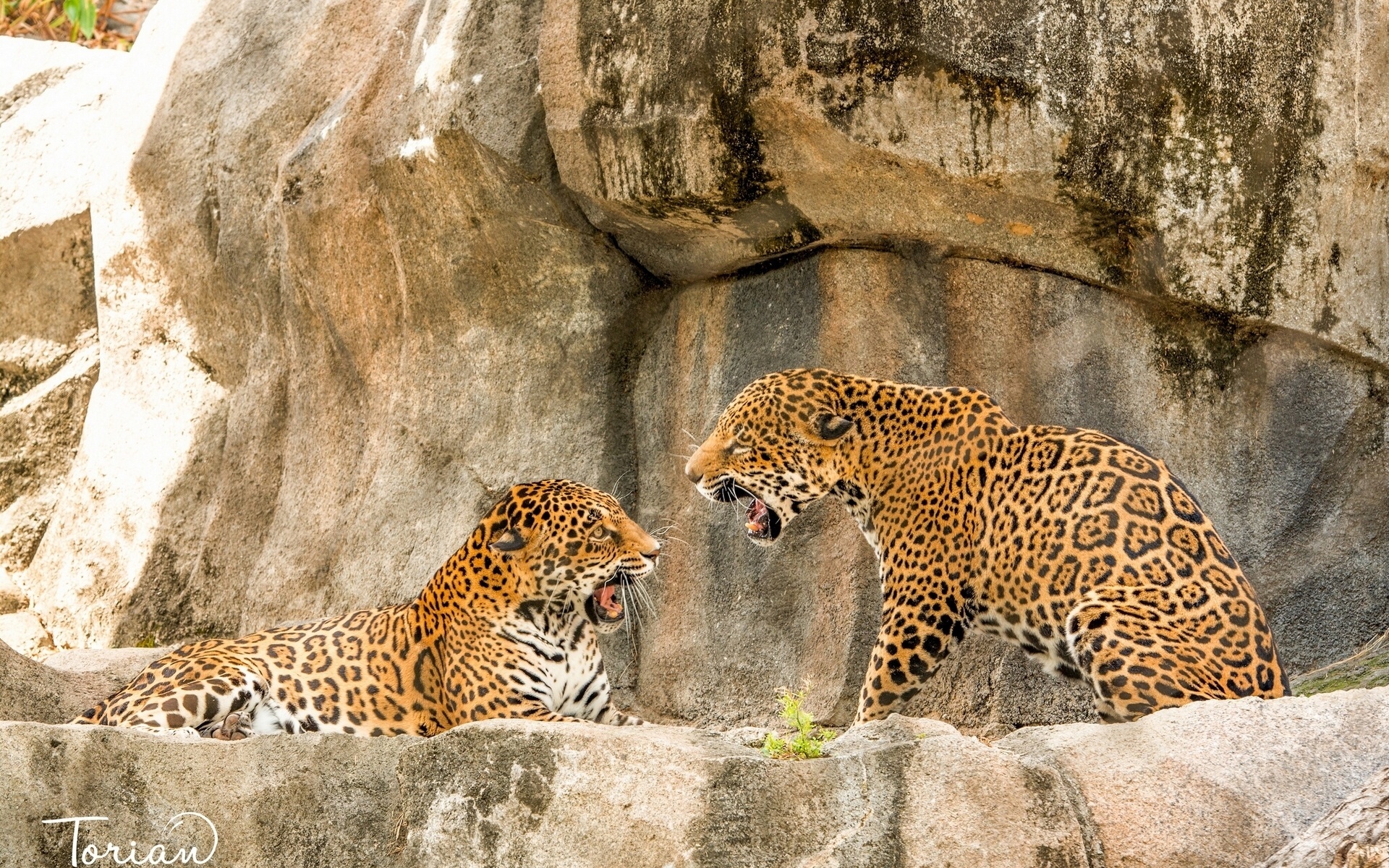 Laden Sie das Tiere, Katzen, Leopard-Bild kostenlos auf Ihren PC-Desktop herunter