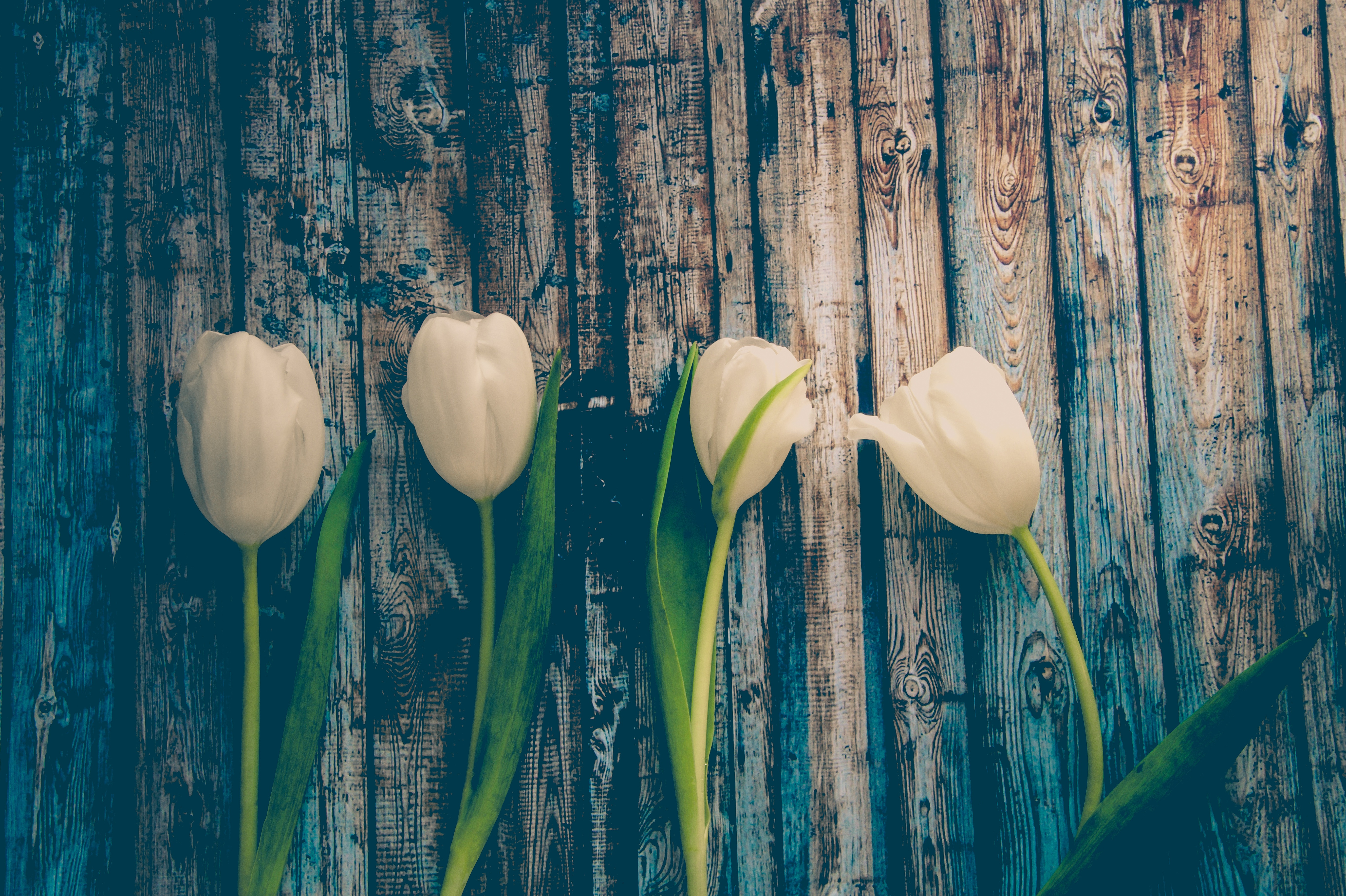 Desktop FHD tulips, flowers, stem, stalk