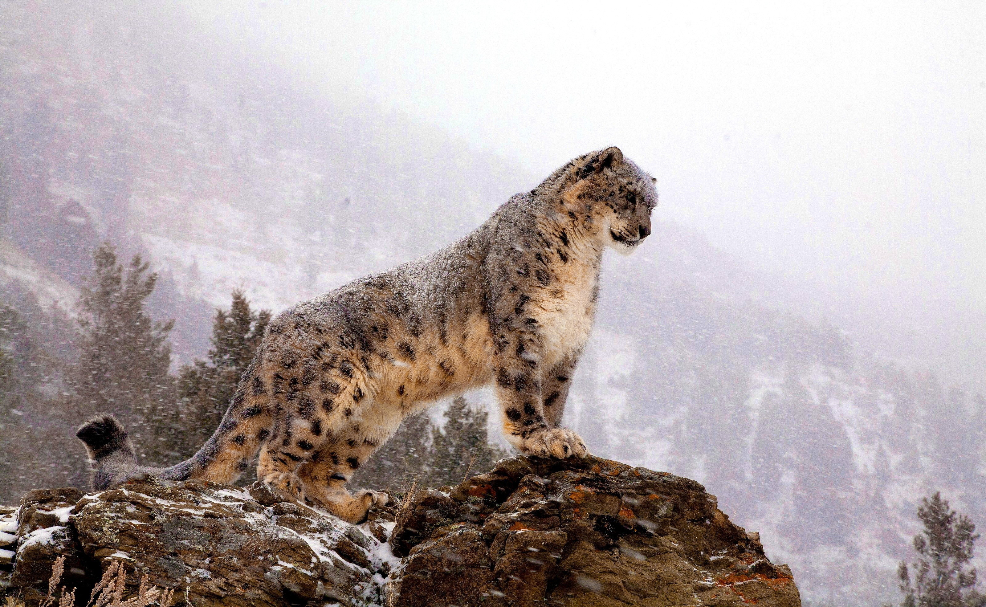 Завантажити шпалери Сніговий Леопард на телефон безкоштовно