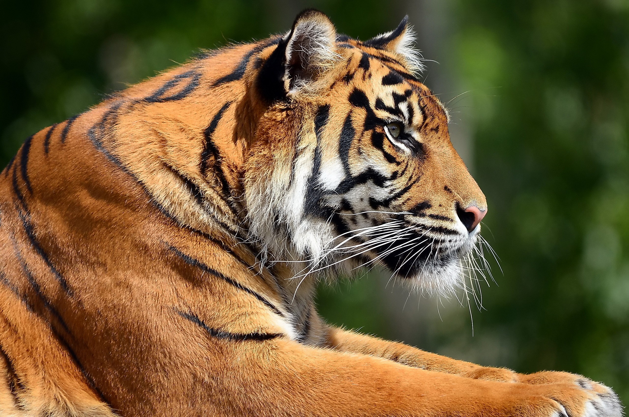 Baixar papel de parede para celular de Gatos, Animais, Tigre gratuito.