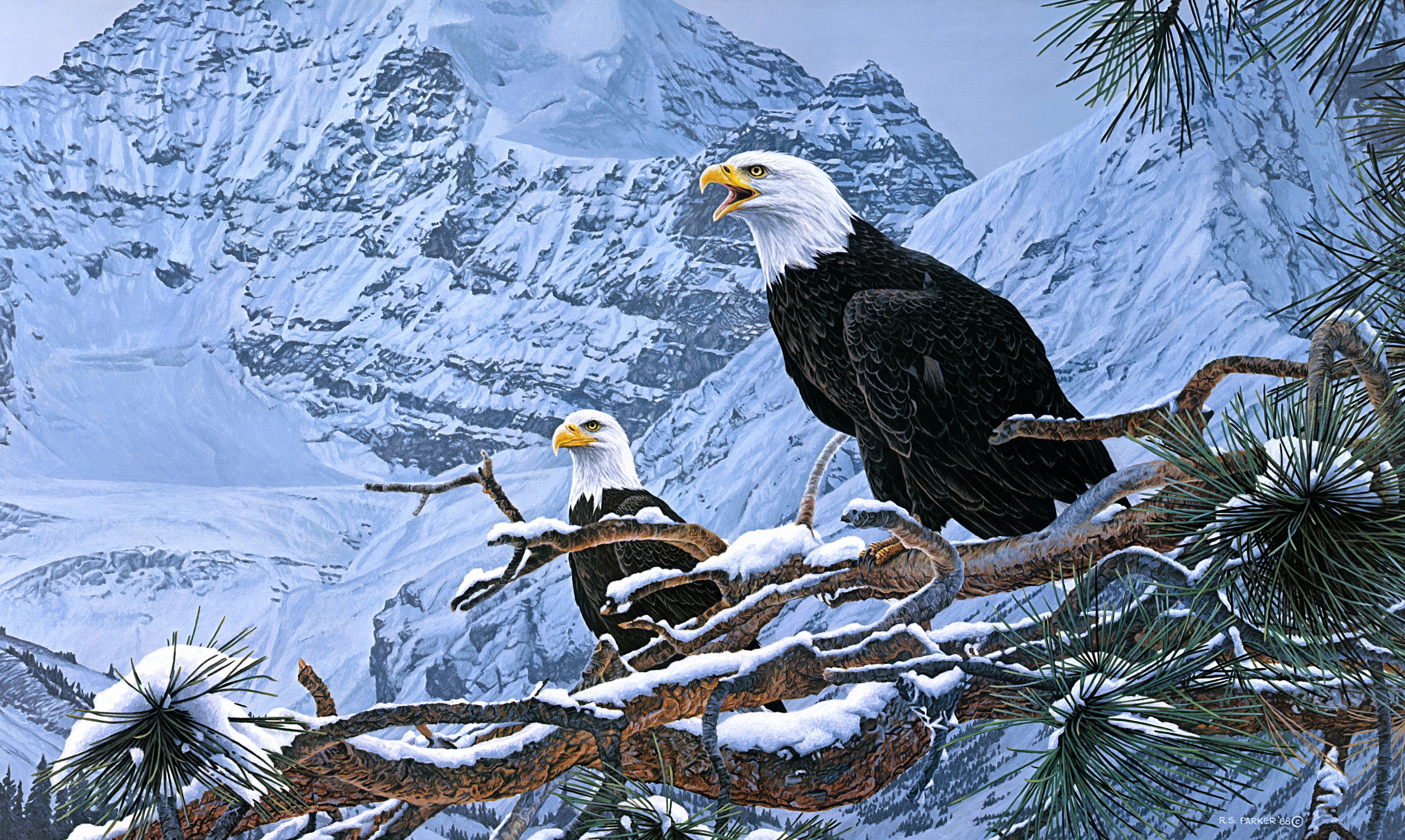PCデスクトップに動物, 冬, 鳥, 雪, 山, 鷲, 白頭ワシ, 猛禽画像を無料でダウンロード