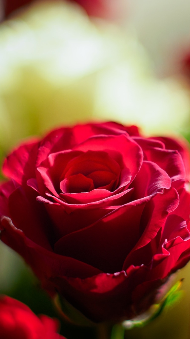 Download mobile wallpaper Nature, Flowers, Flower, Rose, Blur, Earth, Red Flower for free.