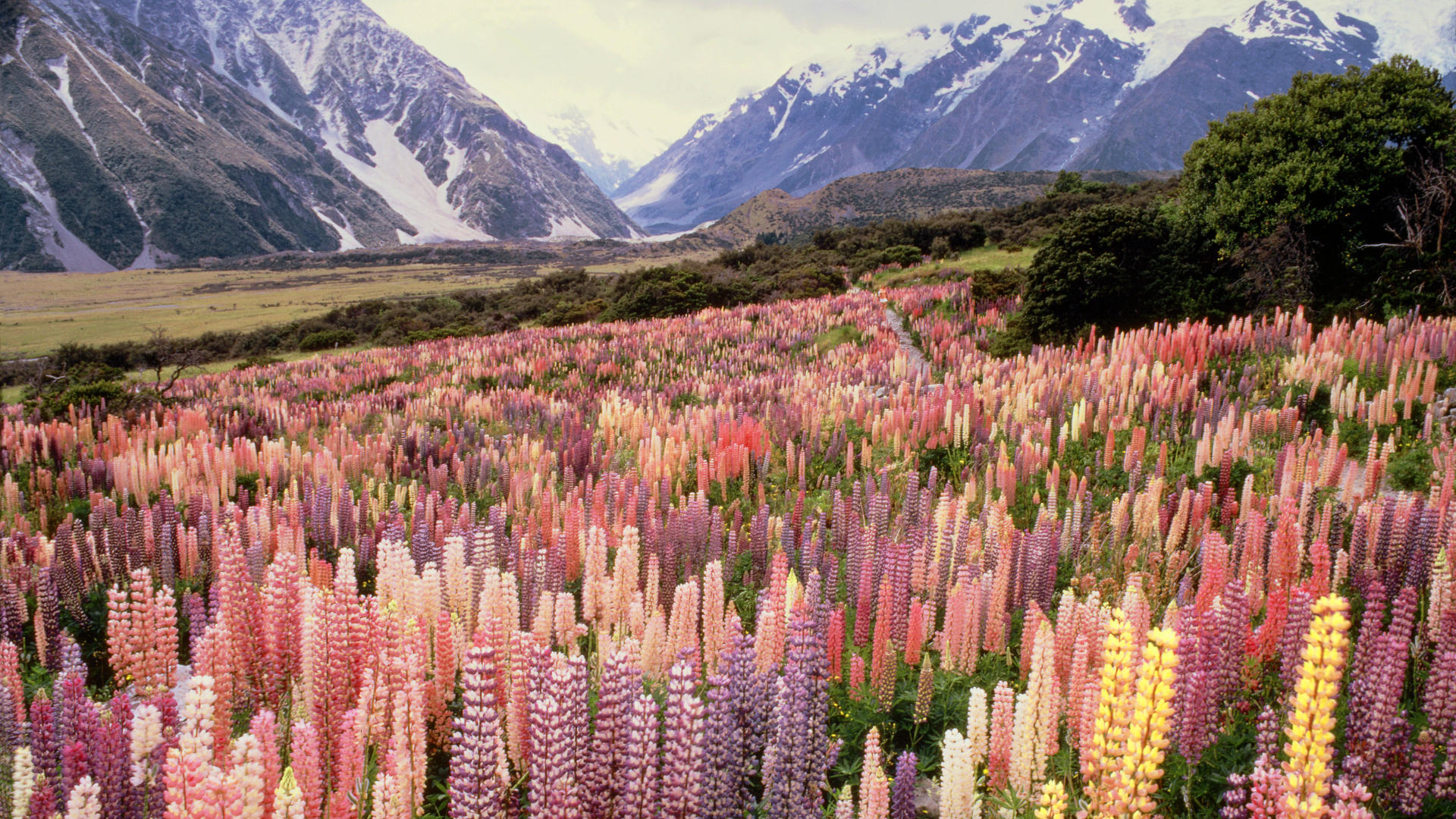 Laden Sie das Landschaft, Blumen, Mountains-Bild kostenlos auf Ihren PC-Desktop herunter