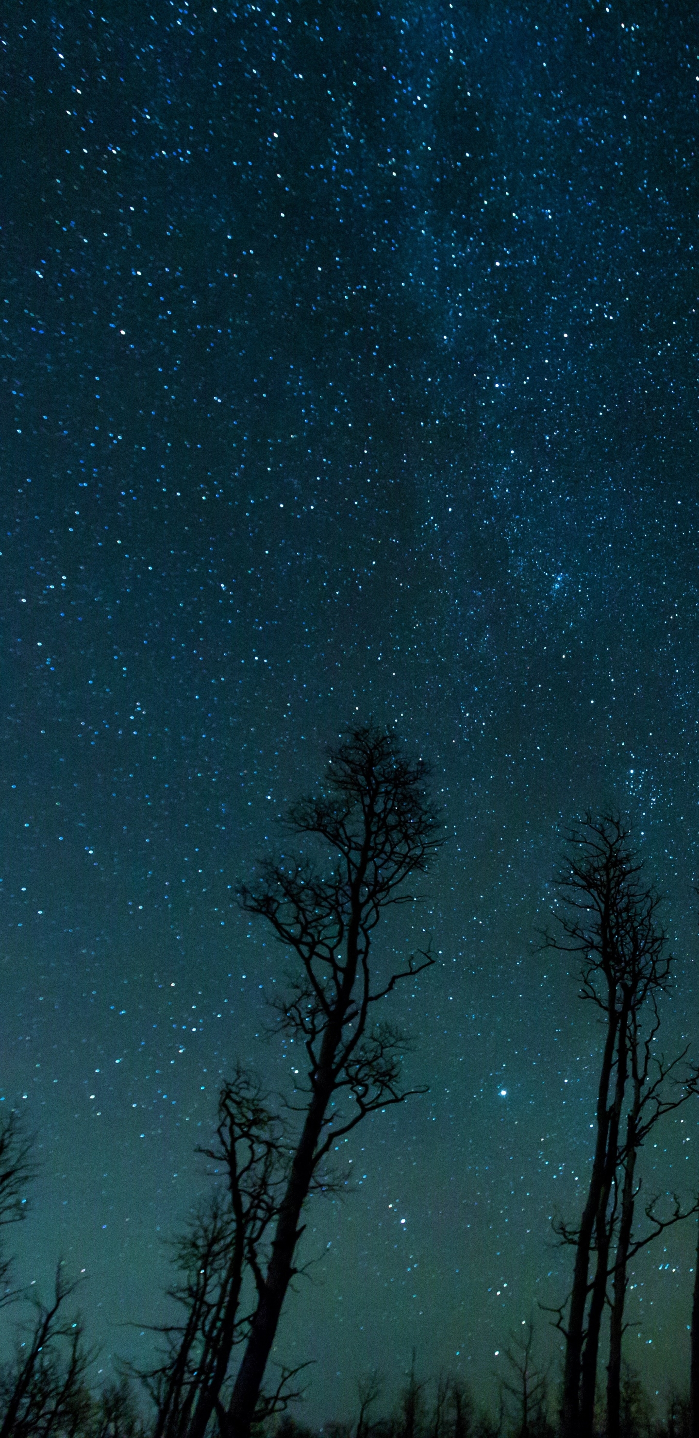 Download mobile wallpaper Sky, Night, Silhouette, Tree, Starry Sky, Earth, Milky Way for free.