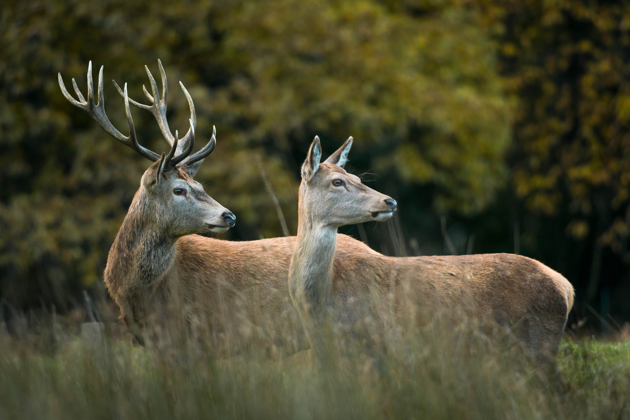 Laden Sie das Tiere, Hirsch-Bild kostenlos auf Ihren PC-Desktop herunter