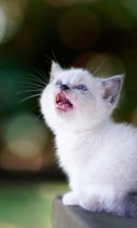 Handy-Wallpaper Tiere, Katzen, Katze, Kätzchen, Tierbaby kostenlos herunterladen.