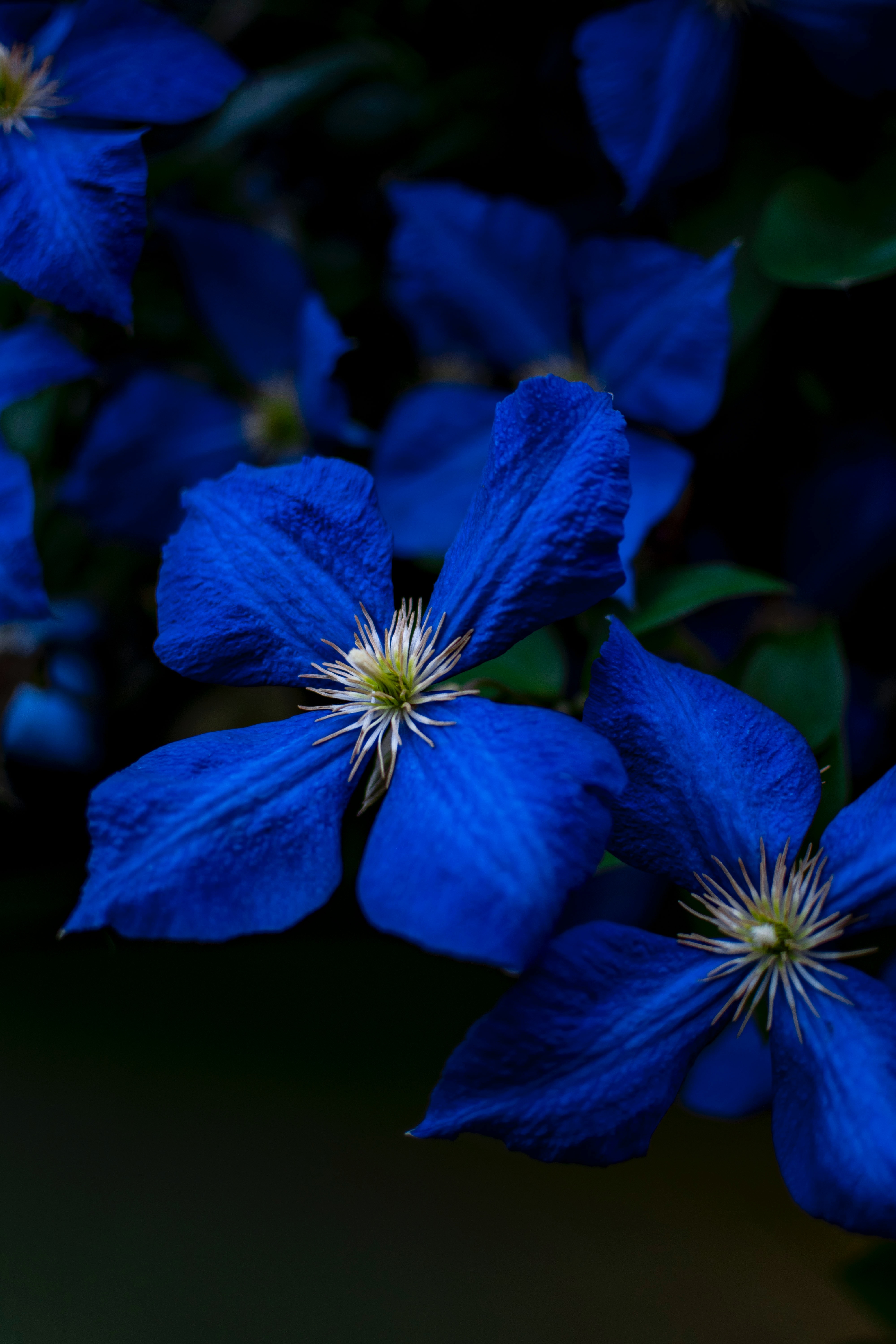 154284 скачать картинку синий, цветы, цветение, растение, крупный планом - обои и заставки бесплатно