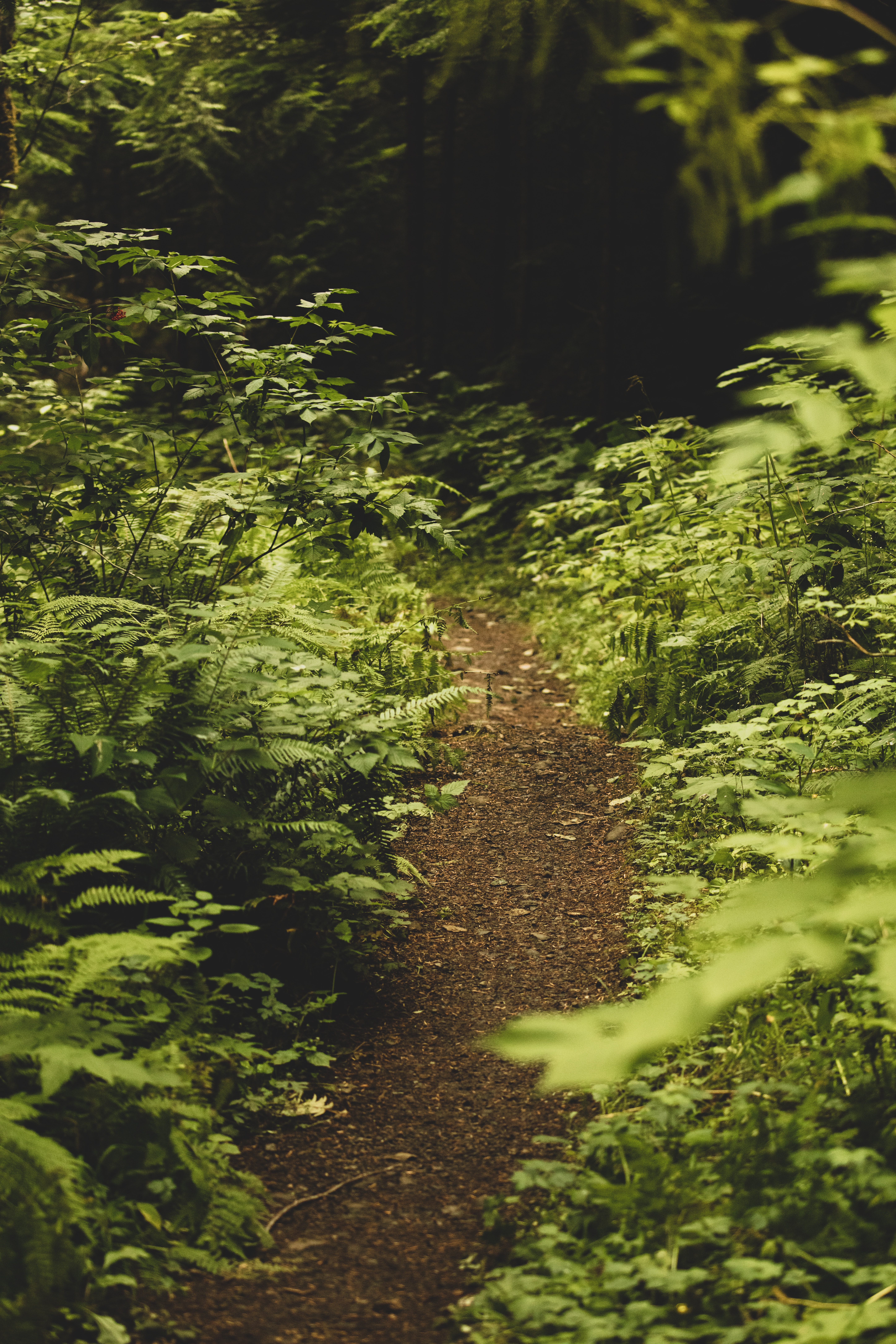 Free download wallpaper Nature, Bush, Forest, Greens, Path, Fern on your PC desktop
