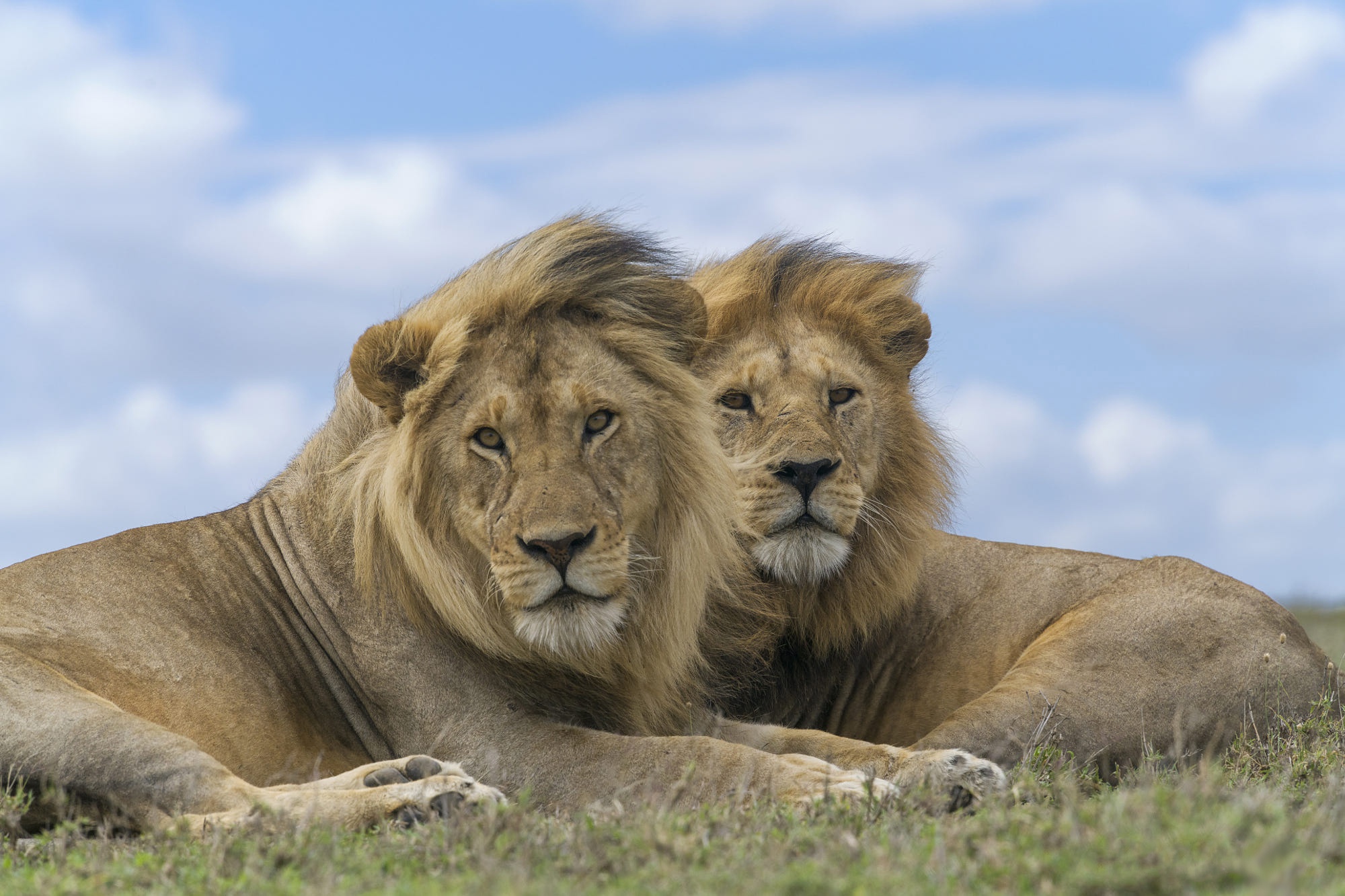 Téléchargez gratuitement l'image Animaux, Chats, Lion sur le bureau de votre PC