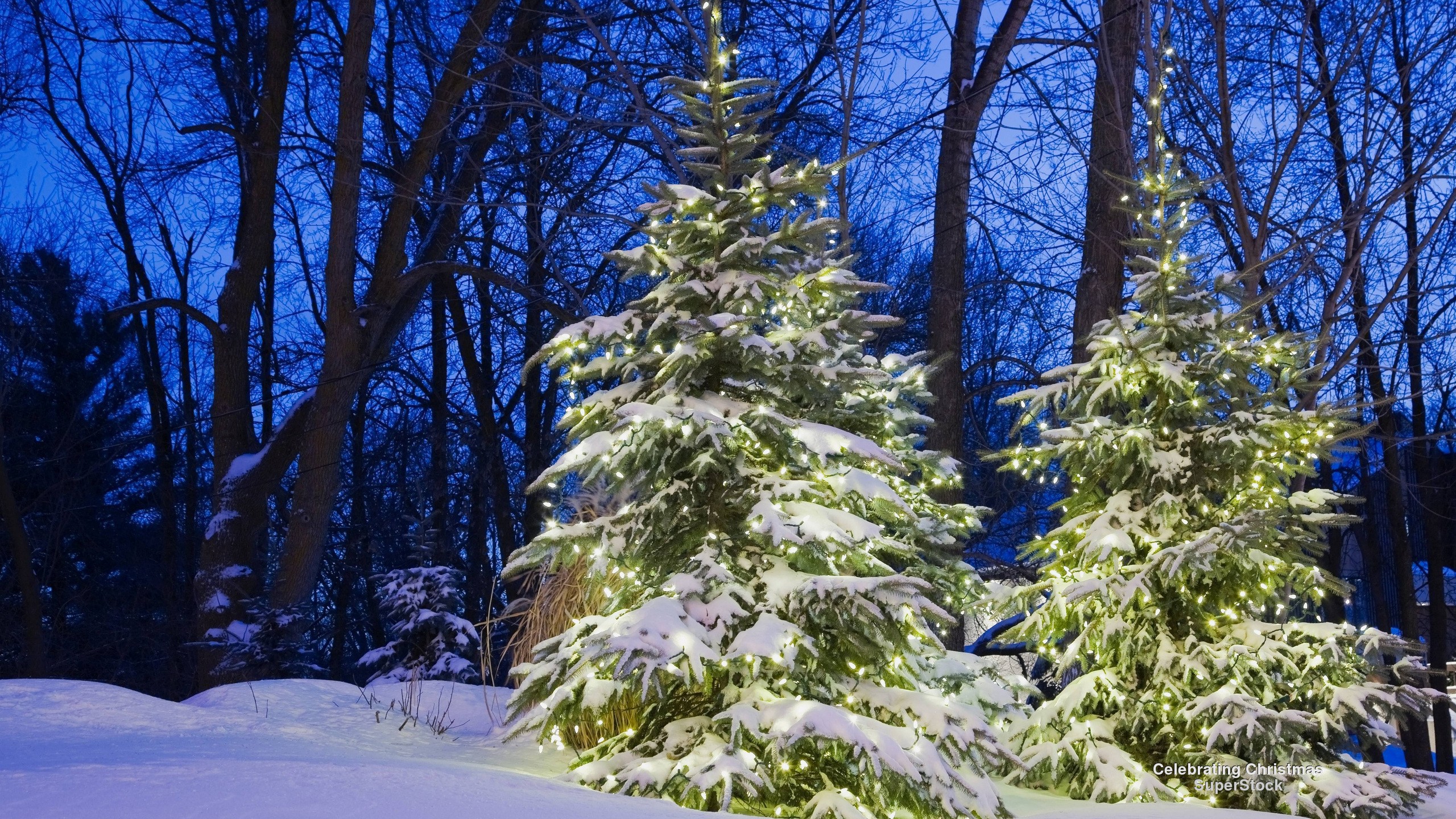 holiday, christmas, forest, light, pine tree, snow, tree, winter