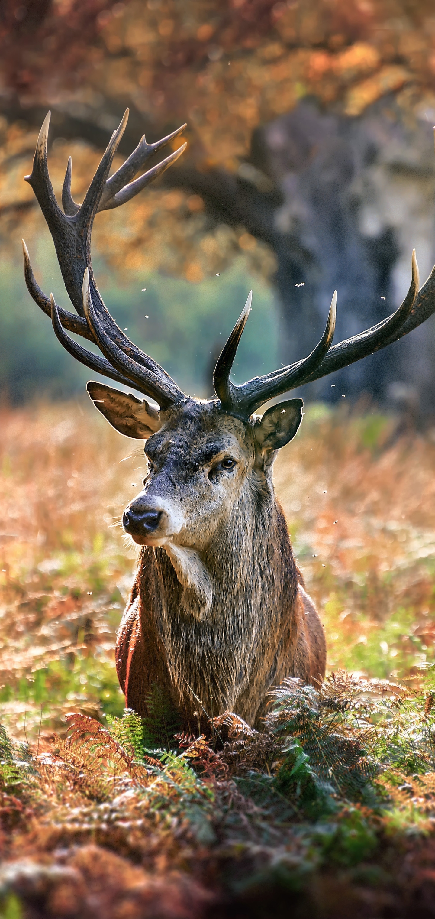 Download mobile wallpaper Animal, Deer for free.