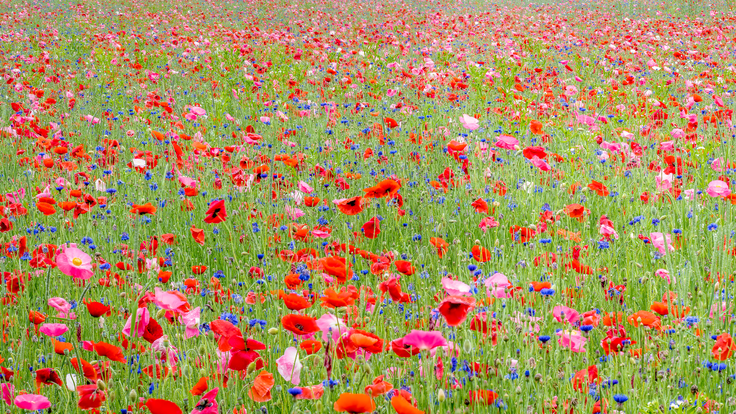 Laden Sie das Natur, Blumen, Mohn, Sommer, Blume, Rote Blume, Erde/natur, Pinke Blume-Bild kostenlos auf Ihren PC-Desktop herunter