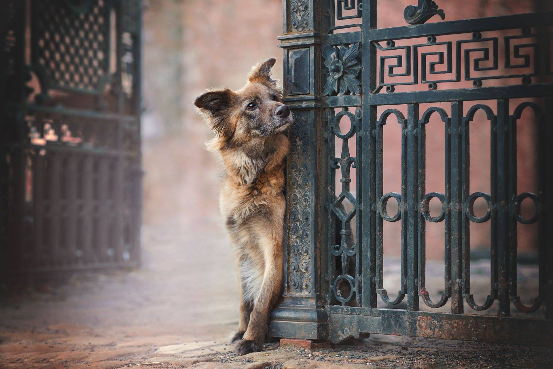 Free download wallpaper Dogs, Dog, Animal, German Shepherd, Depth Of Field on your PC desktop