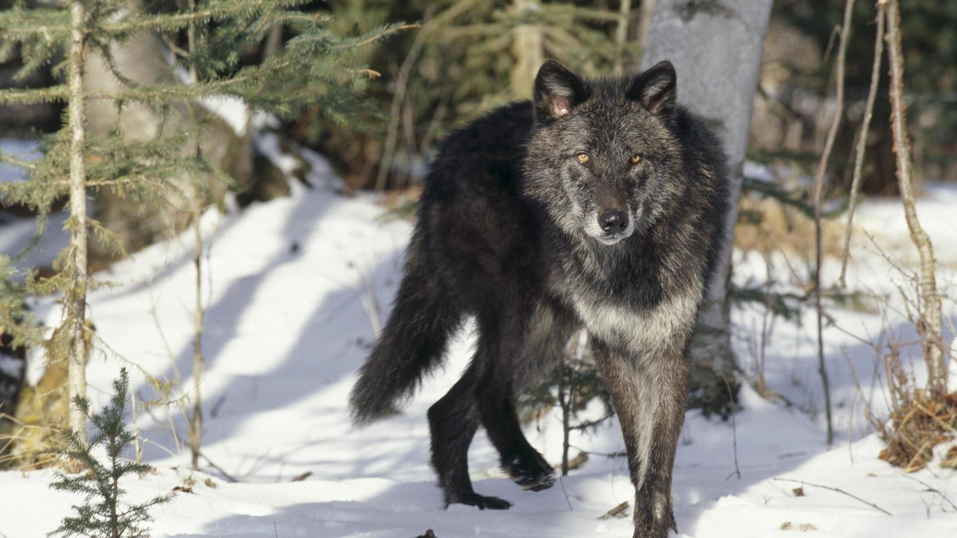 PCデスクトップに動物, 冬, 草, 雪, プレデター, 捕食者, 狼画像を無料でダウンロード