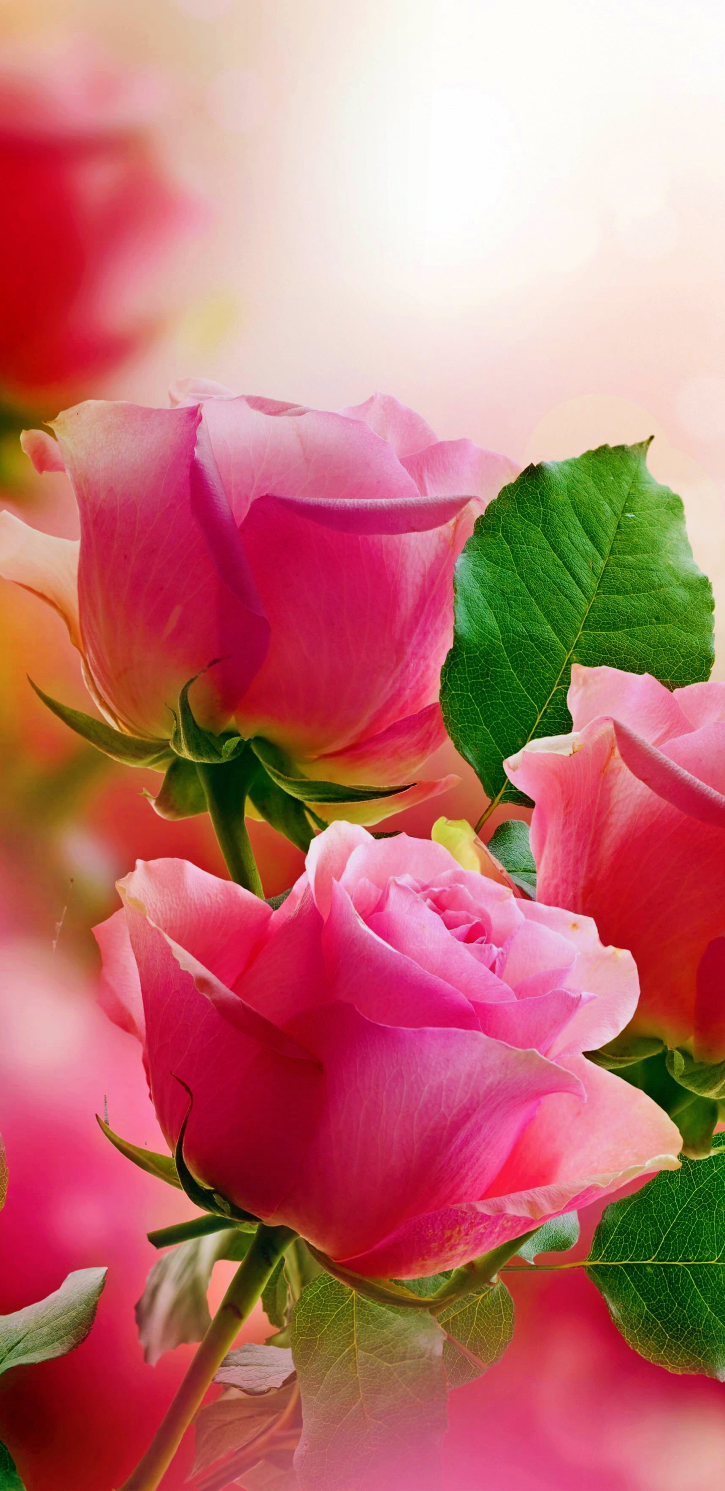 Download mobile wallpaper Flowers, Flower, Rose, Earth, Pink Rose for free.